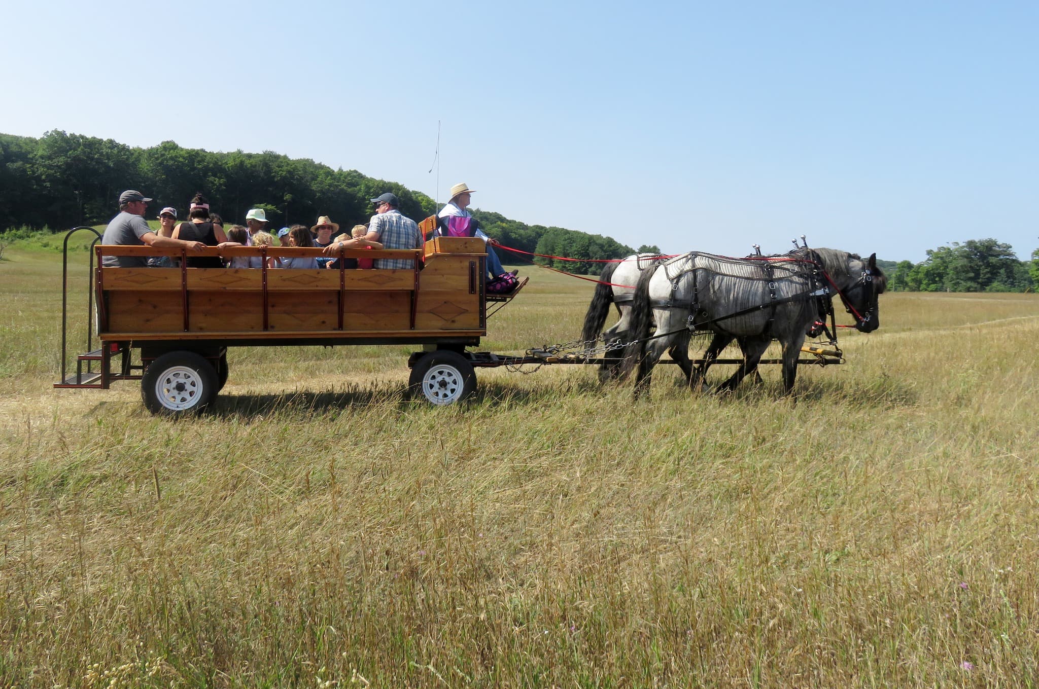 A horse team pulls a wagon of people on a wagon ride.