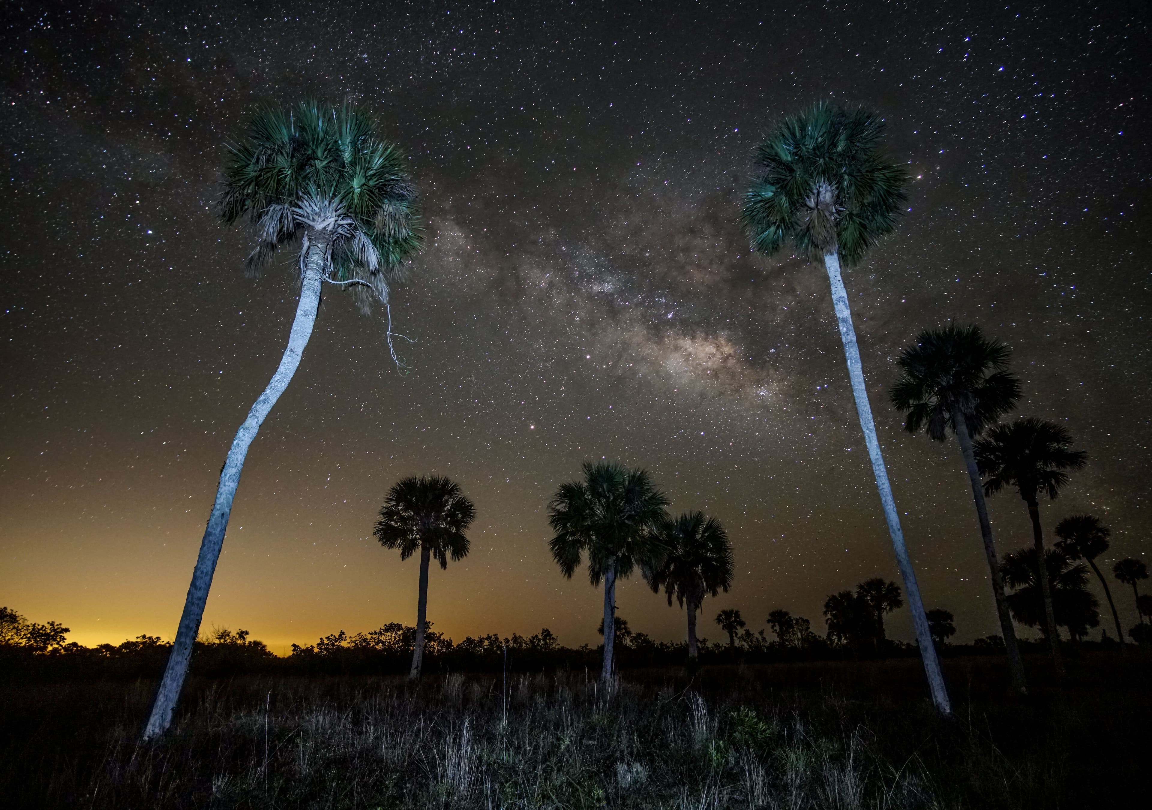 The milky way dominating a starry sky over palm trees.