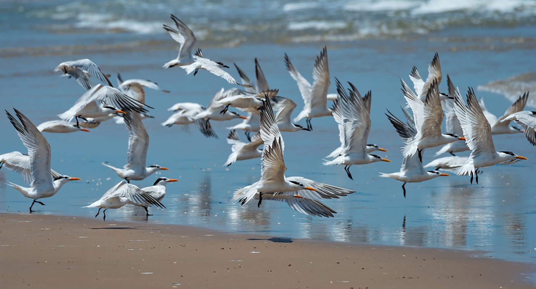 A flock of white birds with orange bills.