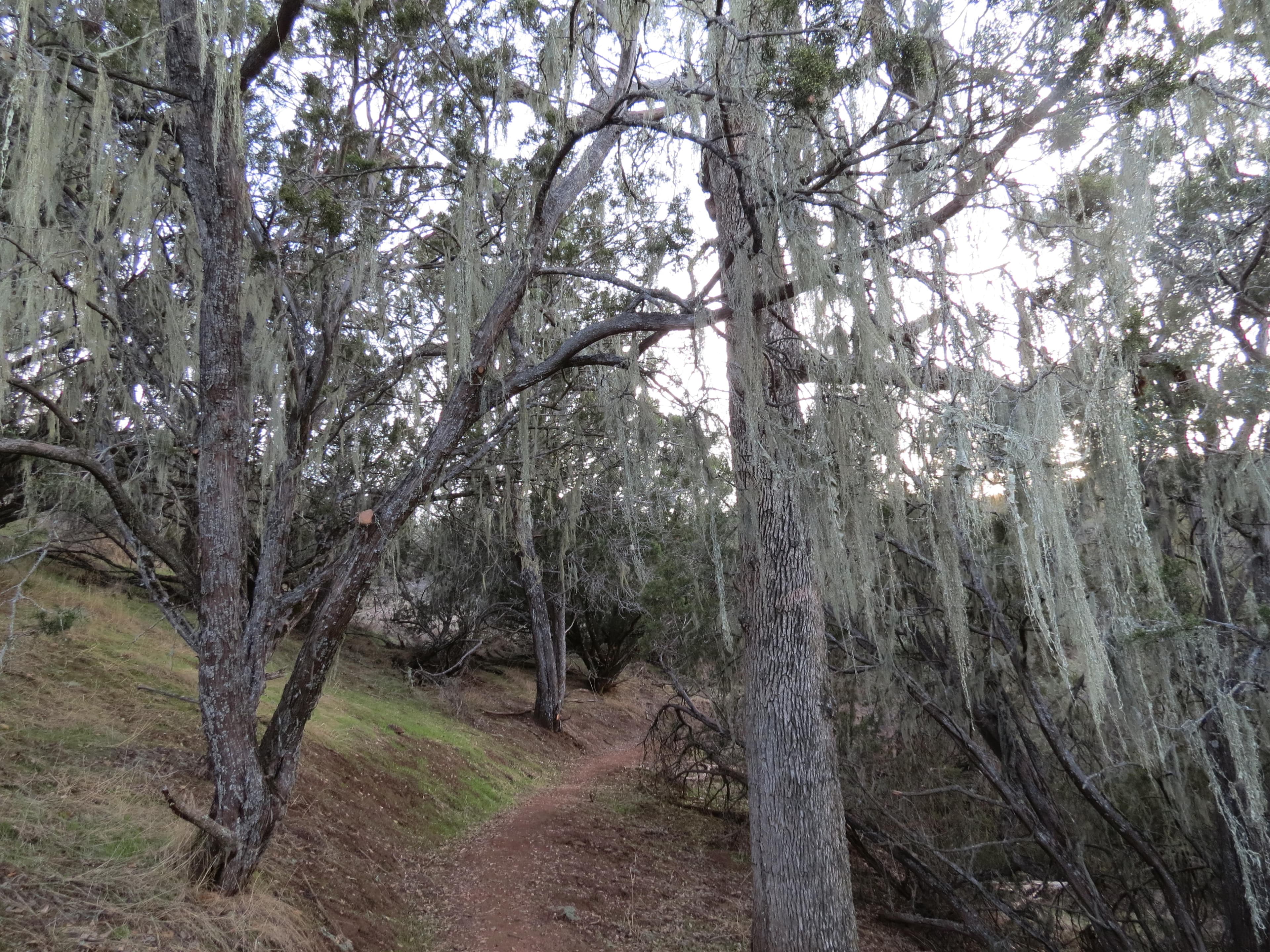 A view of a dirt trail leading through a grove of blue oaks drapped in moss