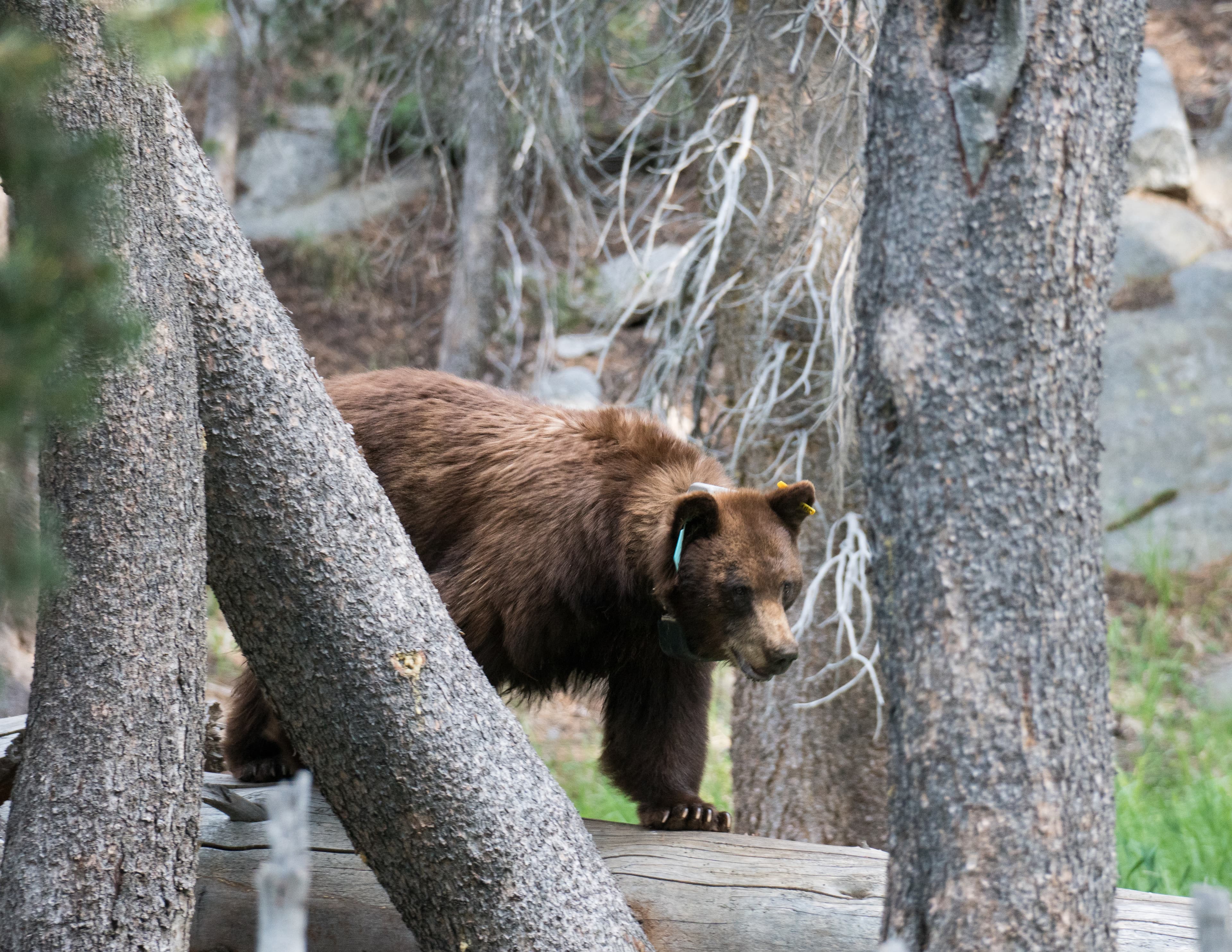 An adult bear with a brown coat and blue ear tag walks along a log