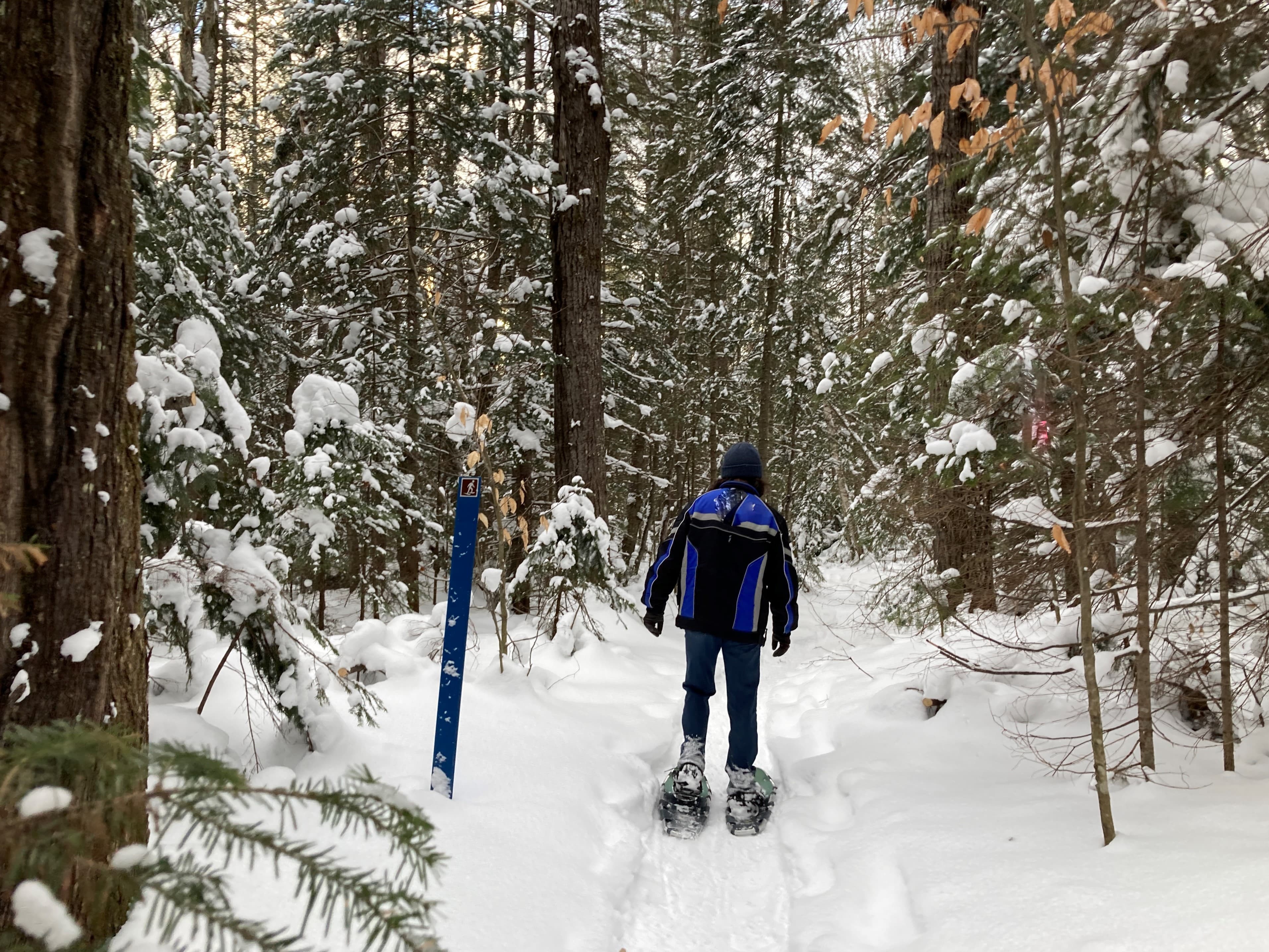 Snowshoer on forested snow trail with blue trail marker nearby