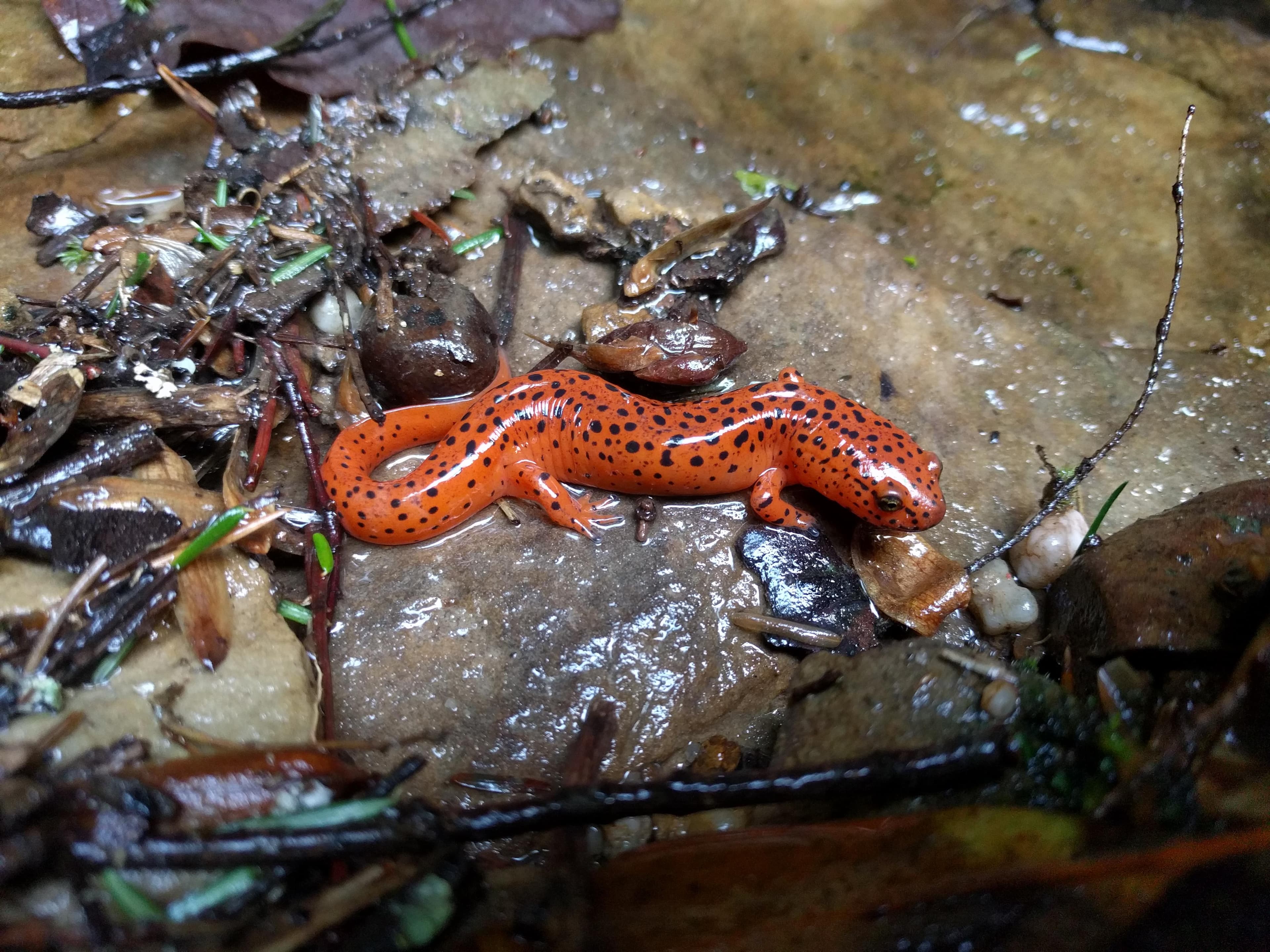 A orange salamander with black spots.