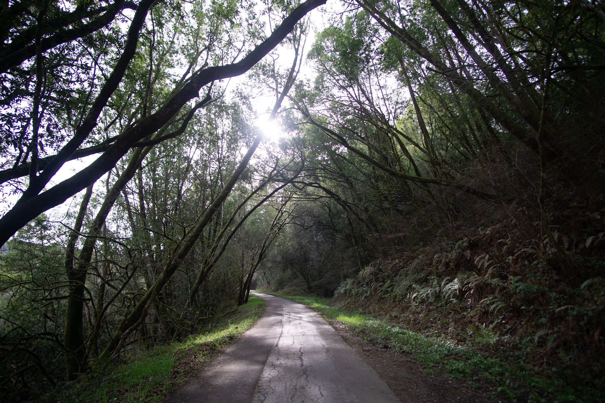 Sunlight filters through the branches of trees that arch over a paved trail.