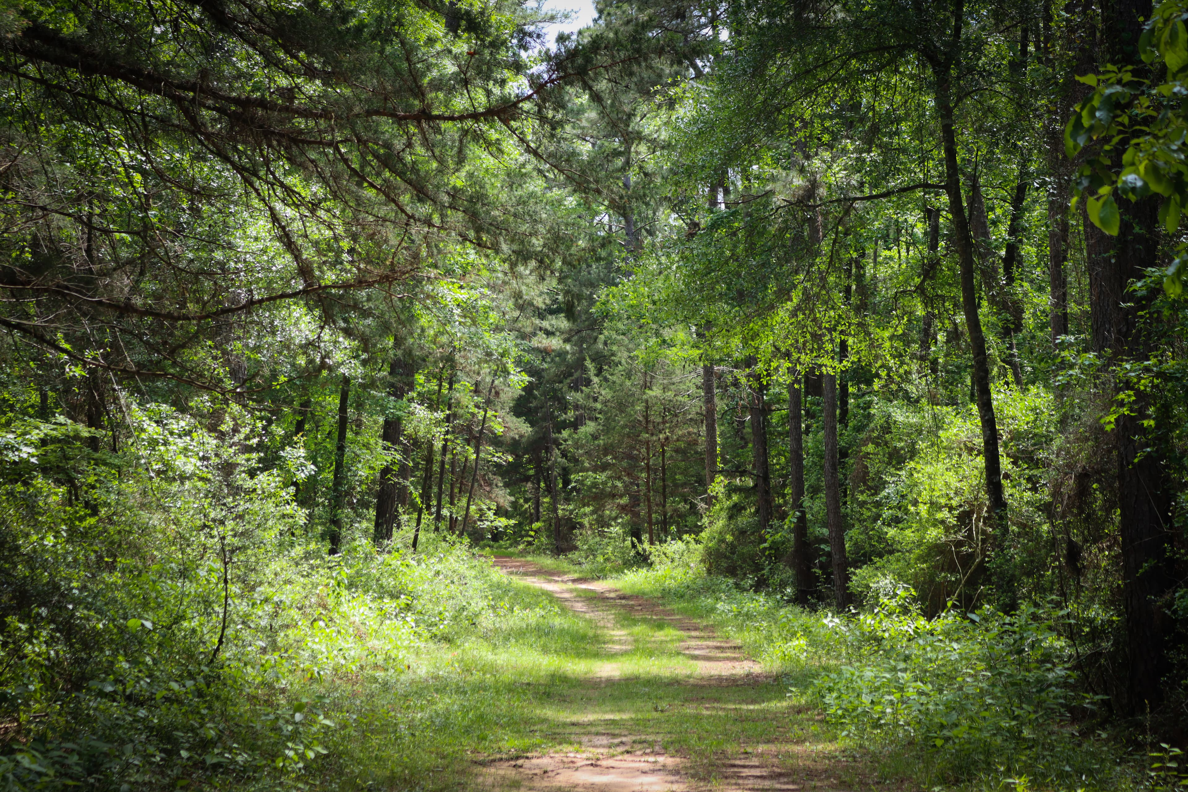 A wide curving path lined with grass leads into a dense green forest on a sunny spring day.