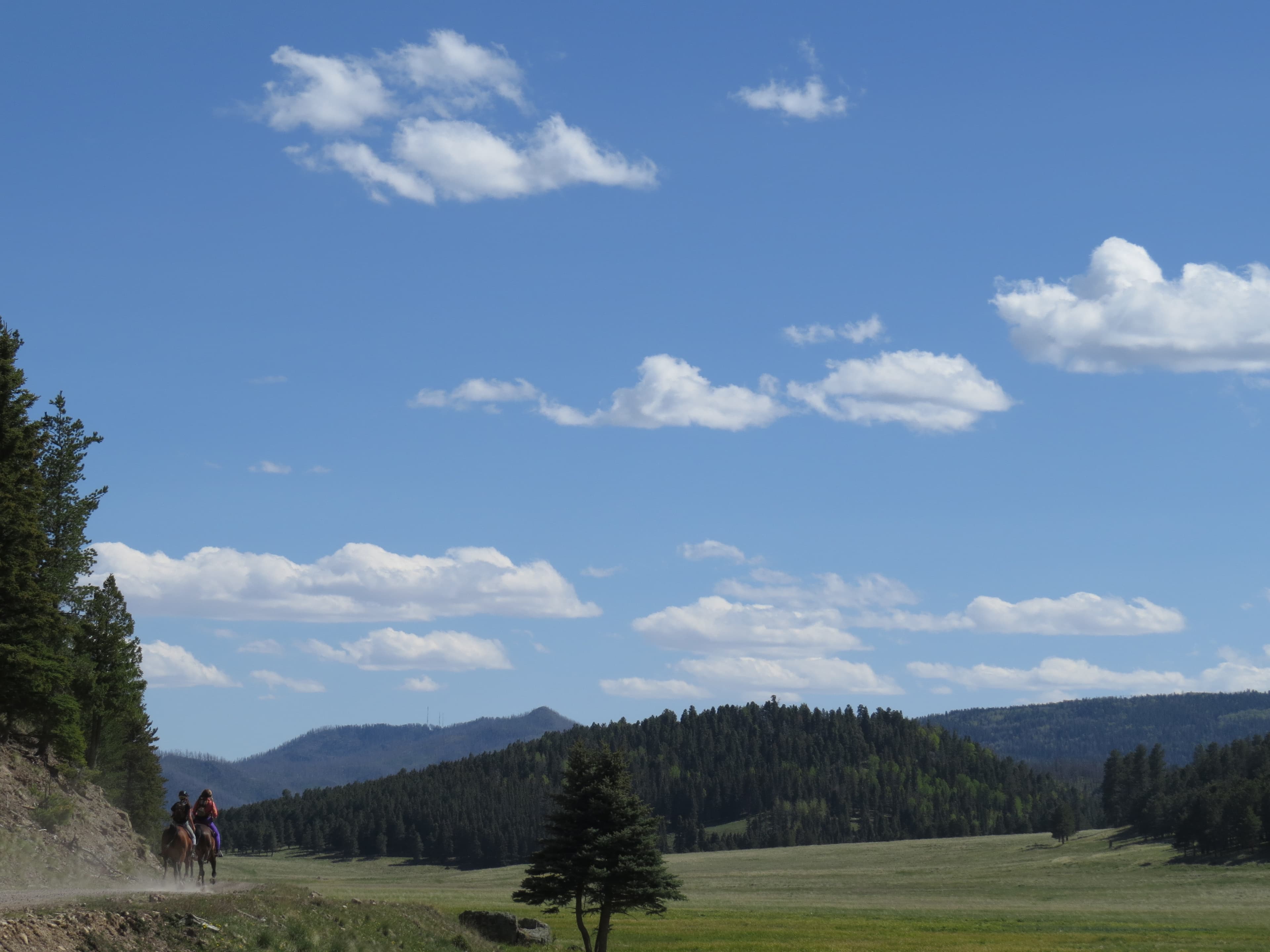 Two people ride horses along a gravel road through a montane grassland.