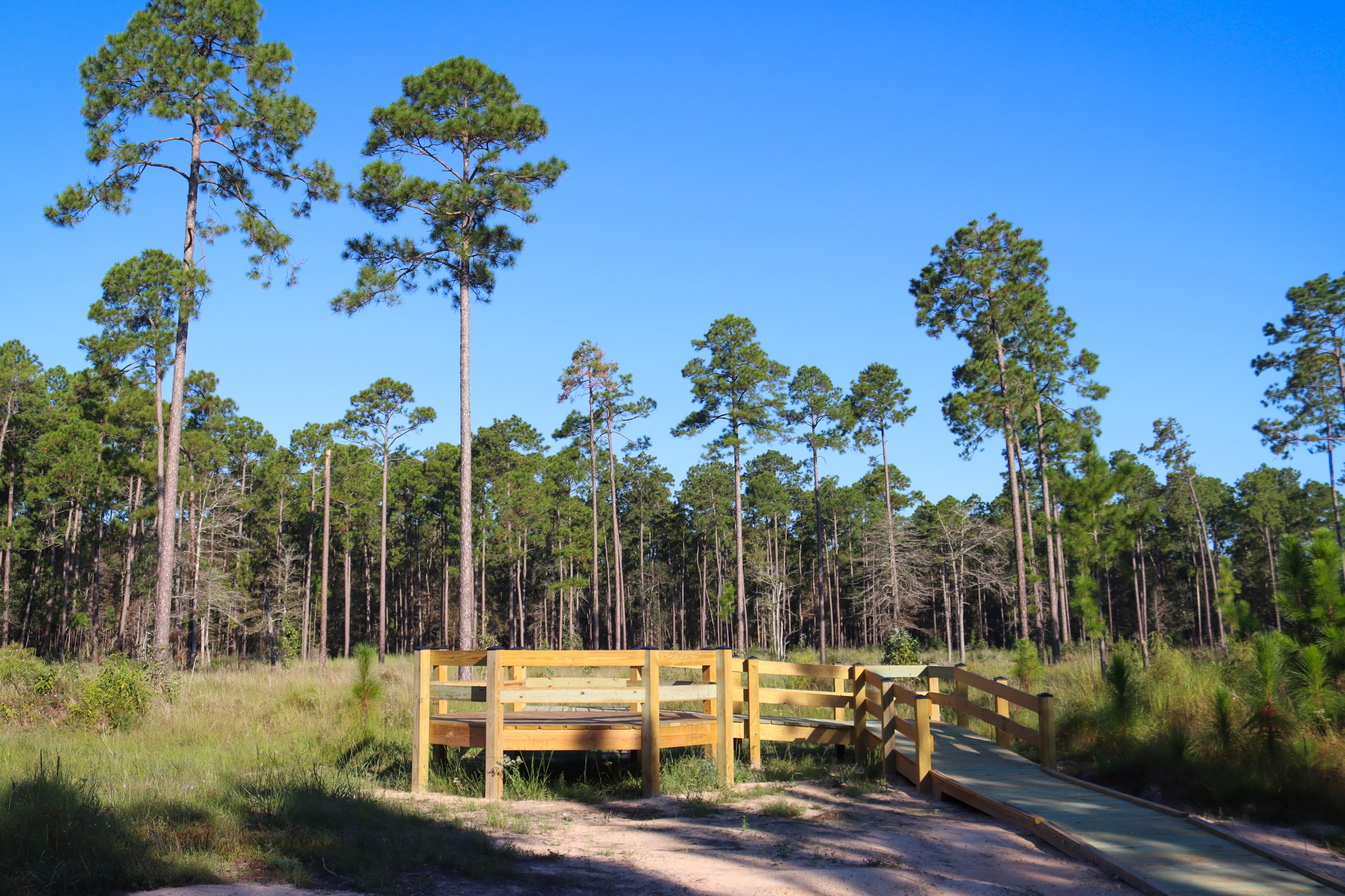 A wooden platform set in a clearing in a pine forest.