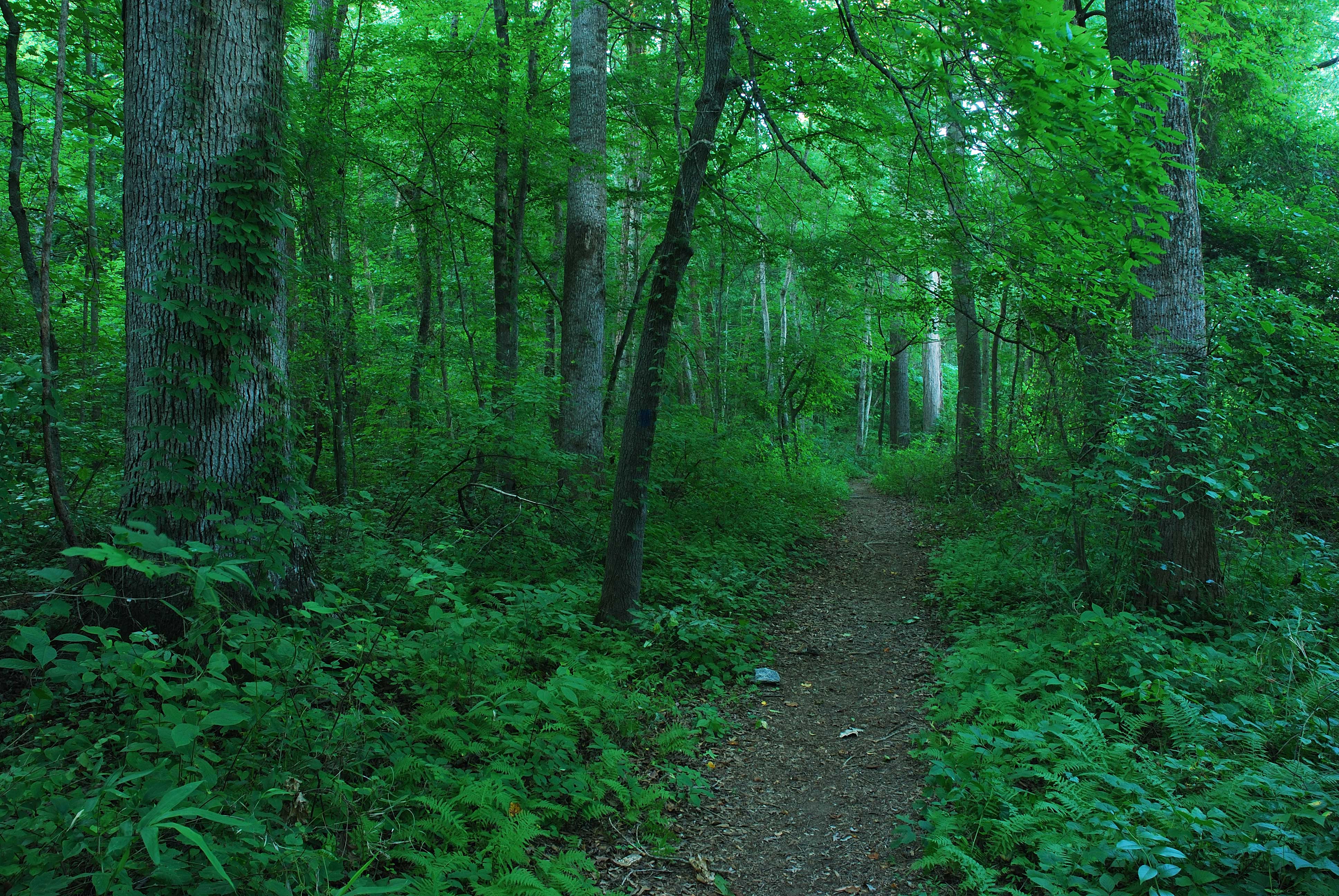 Hiking trail through a lush forest.