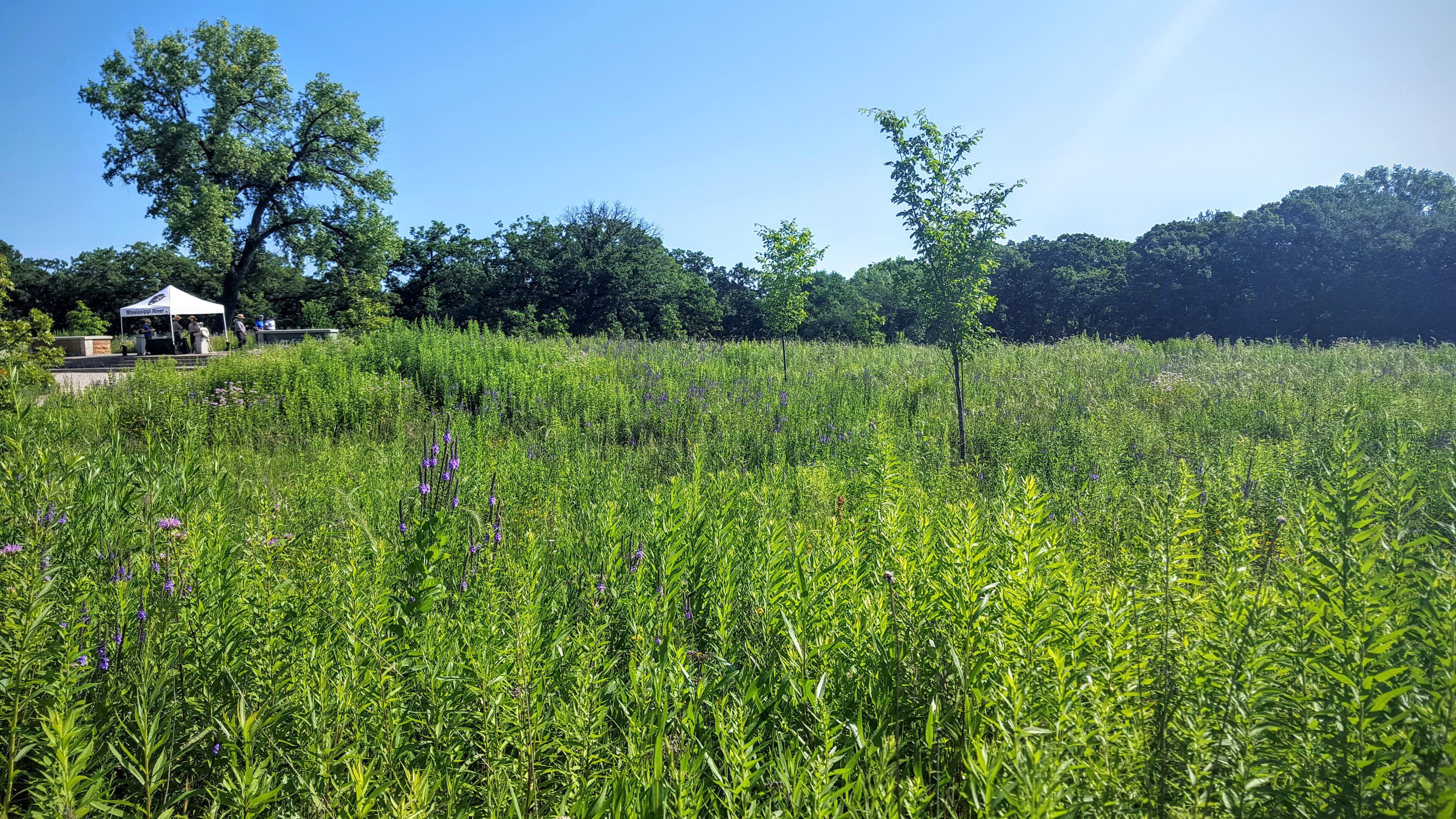 Planted prairie grasses on a summer day.