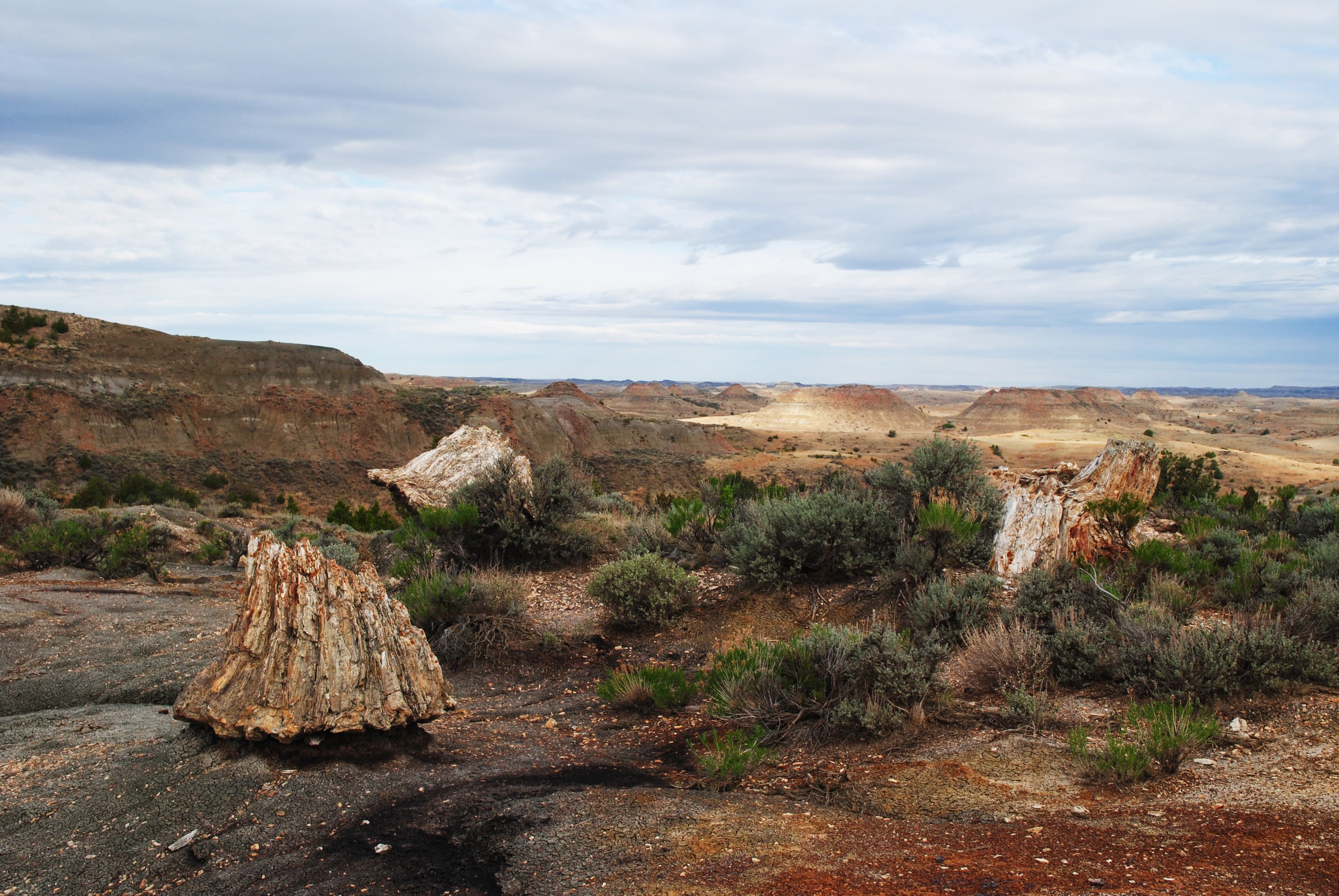 A large petrified stump is central to the image, with others and large buttes visible behind it.