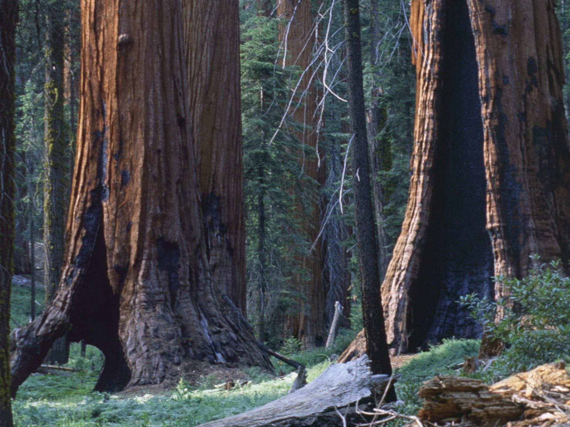 Explore Hidden Sequoias at Muir Grove