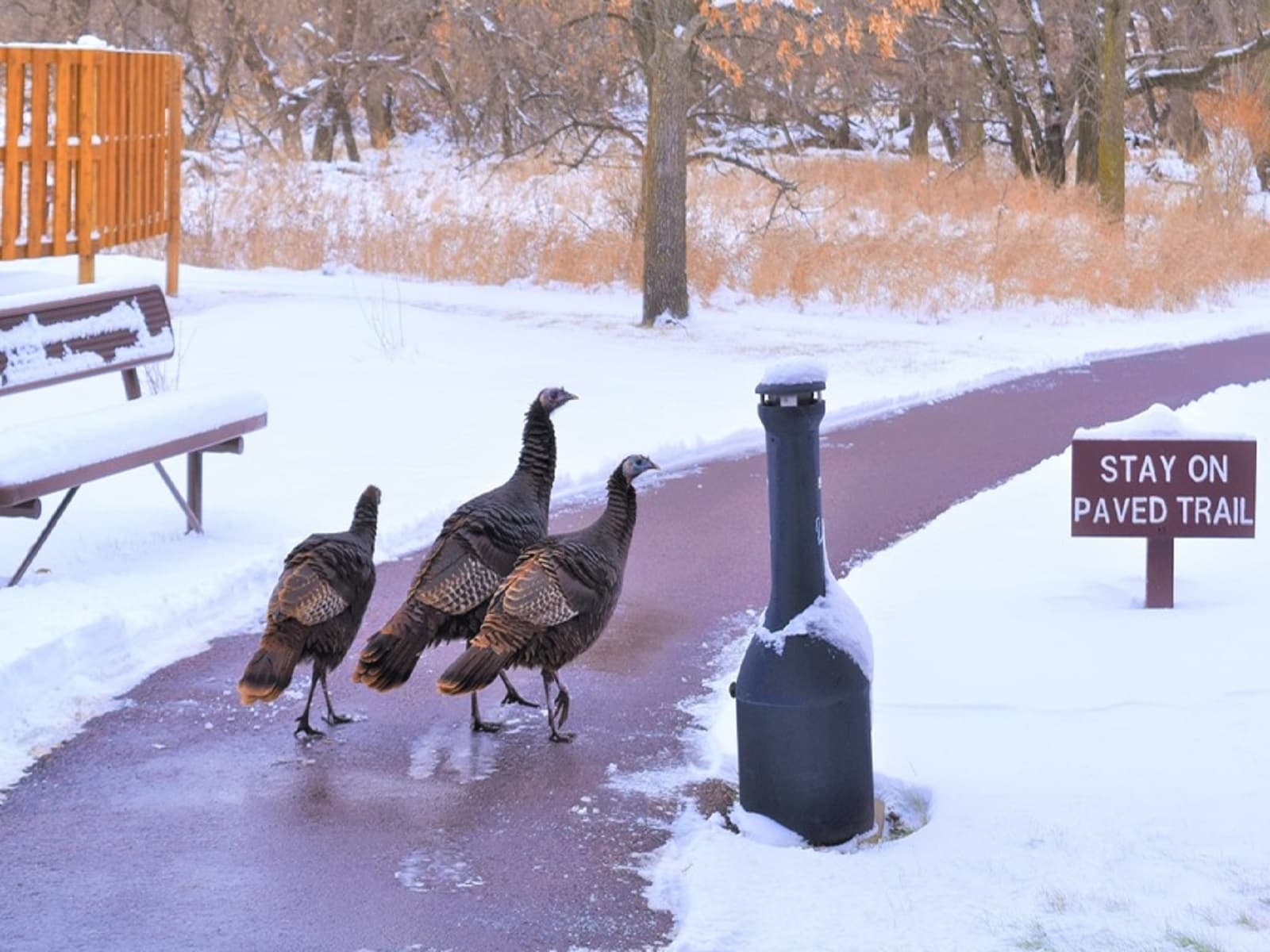 Three turkeys on a path