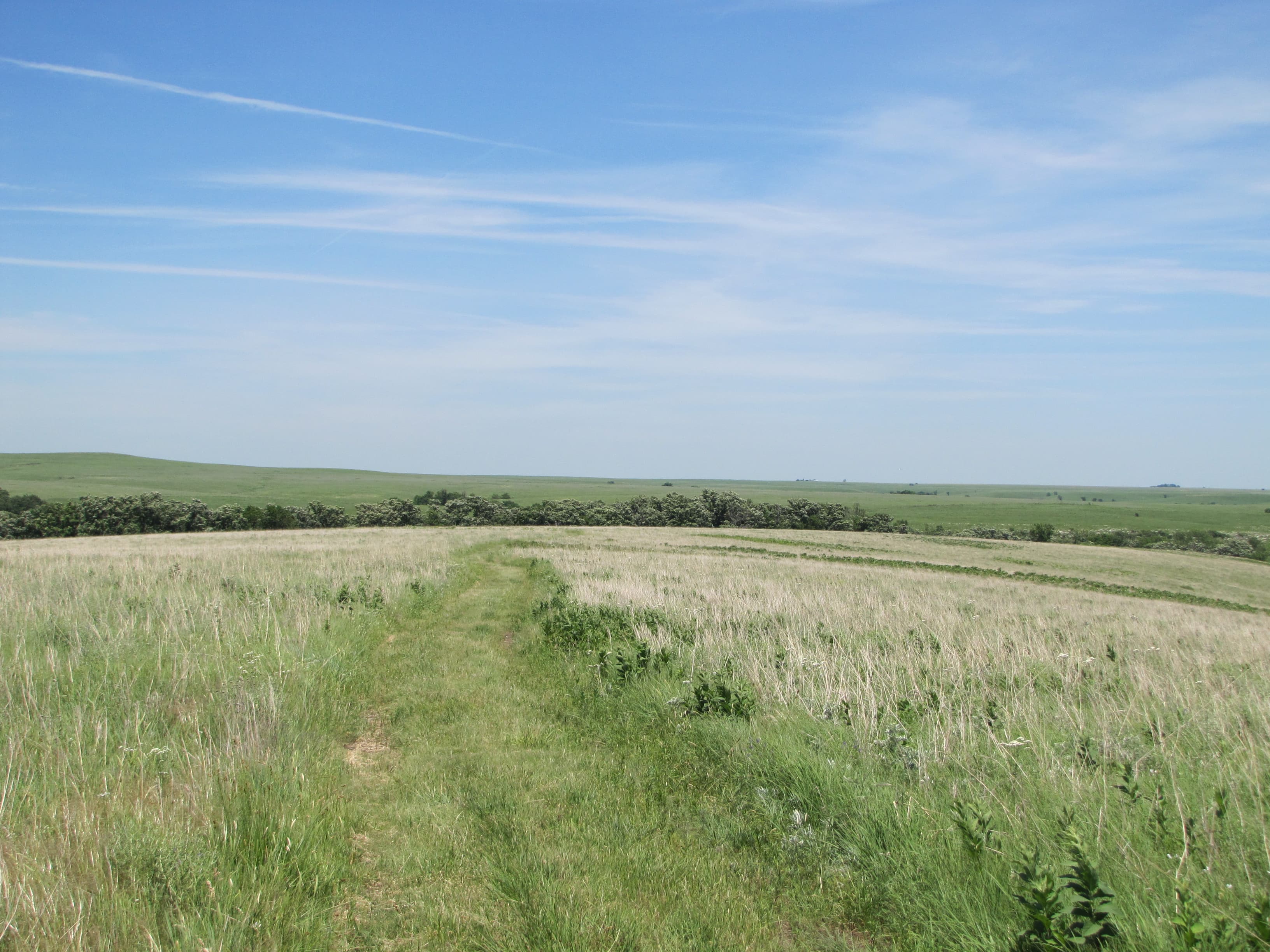 A mown trail cuts through waste high grasssloping down to a line of trees.