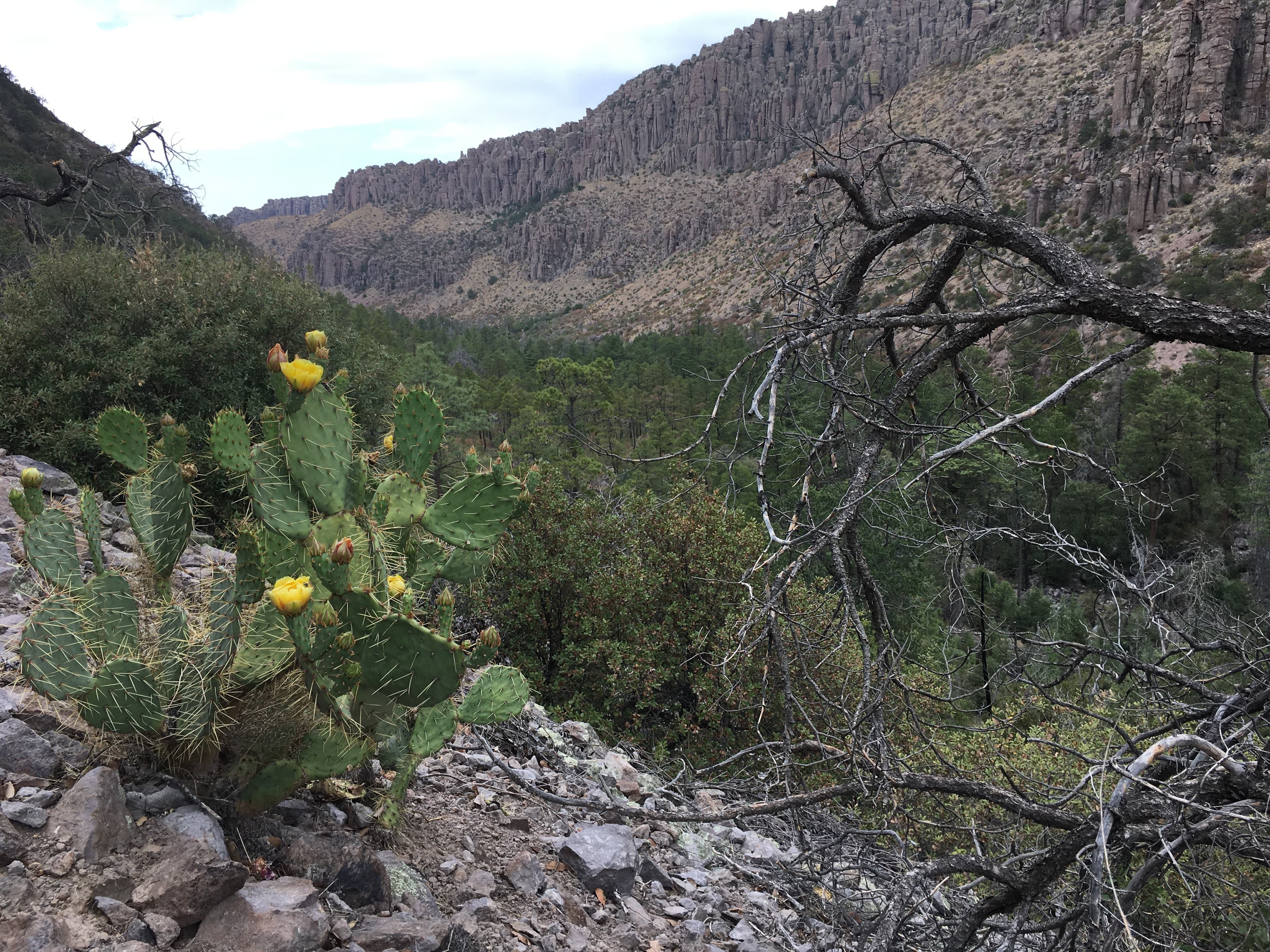 Cactus in front of large canyon