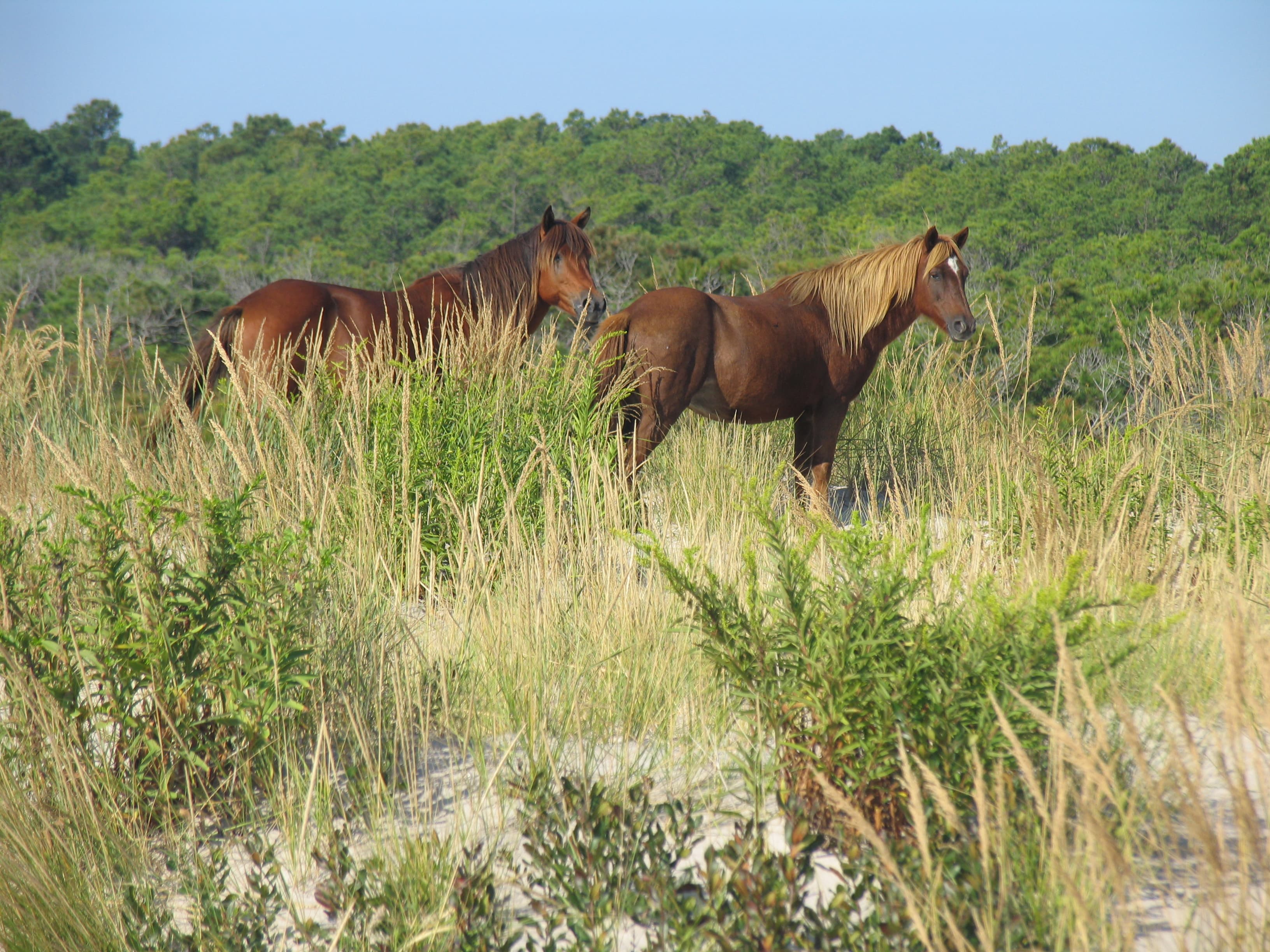 Horses graze on beach grass
