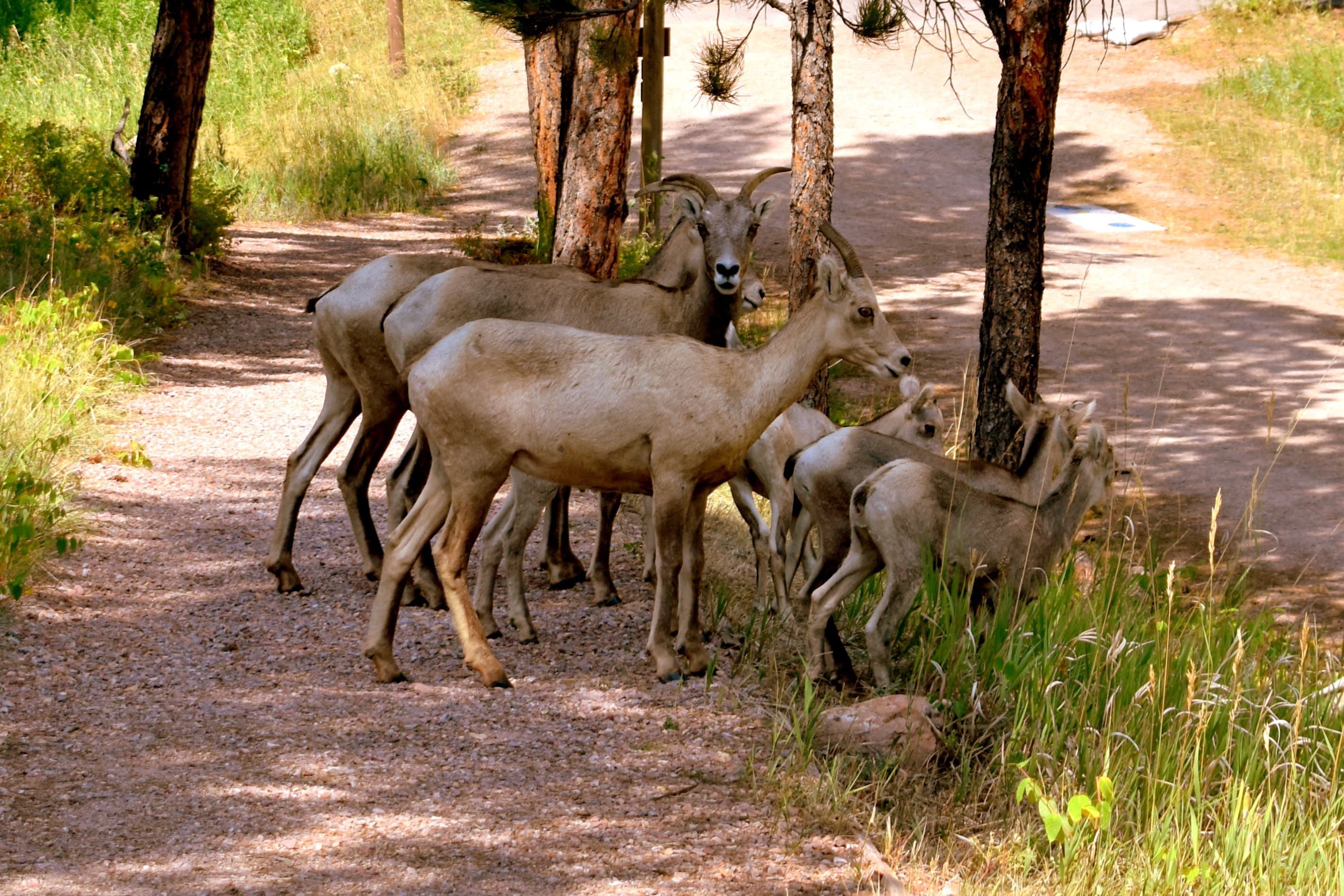 Female bighorn sheep and young cross a gravel trail