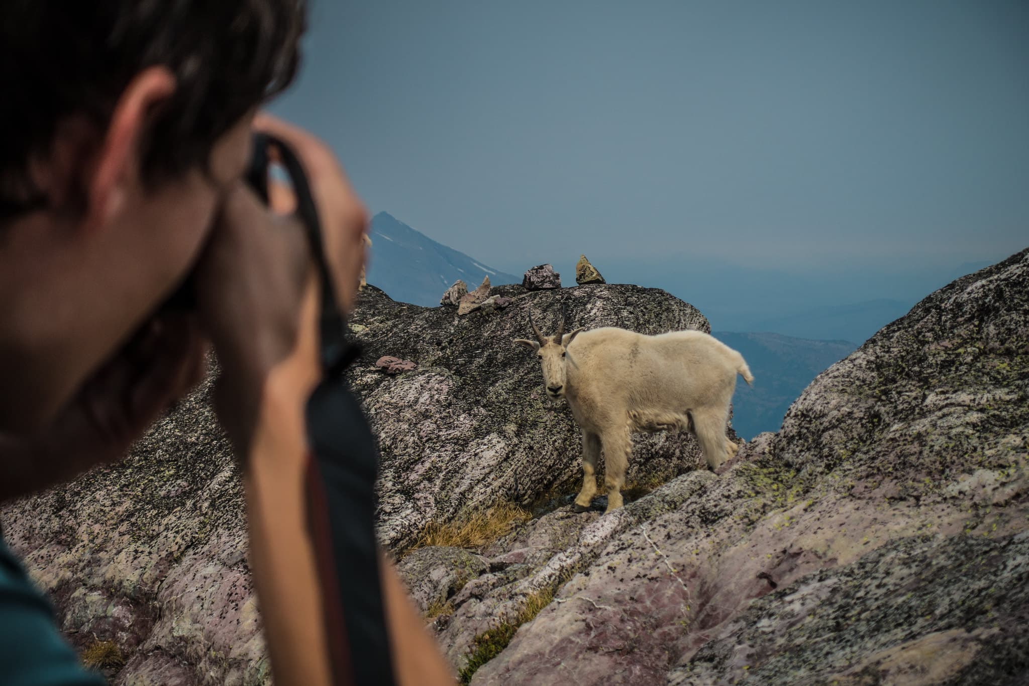 A man takes a picture of a mountain goat standing on a rocky ledge.