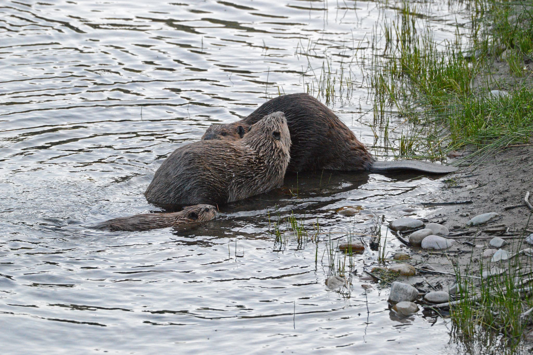 Two larger beavers sit out of the water while a small one swims up to them.