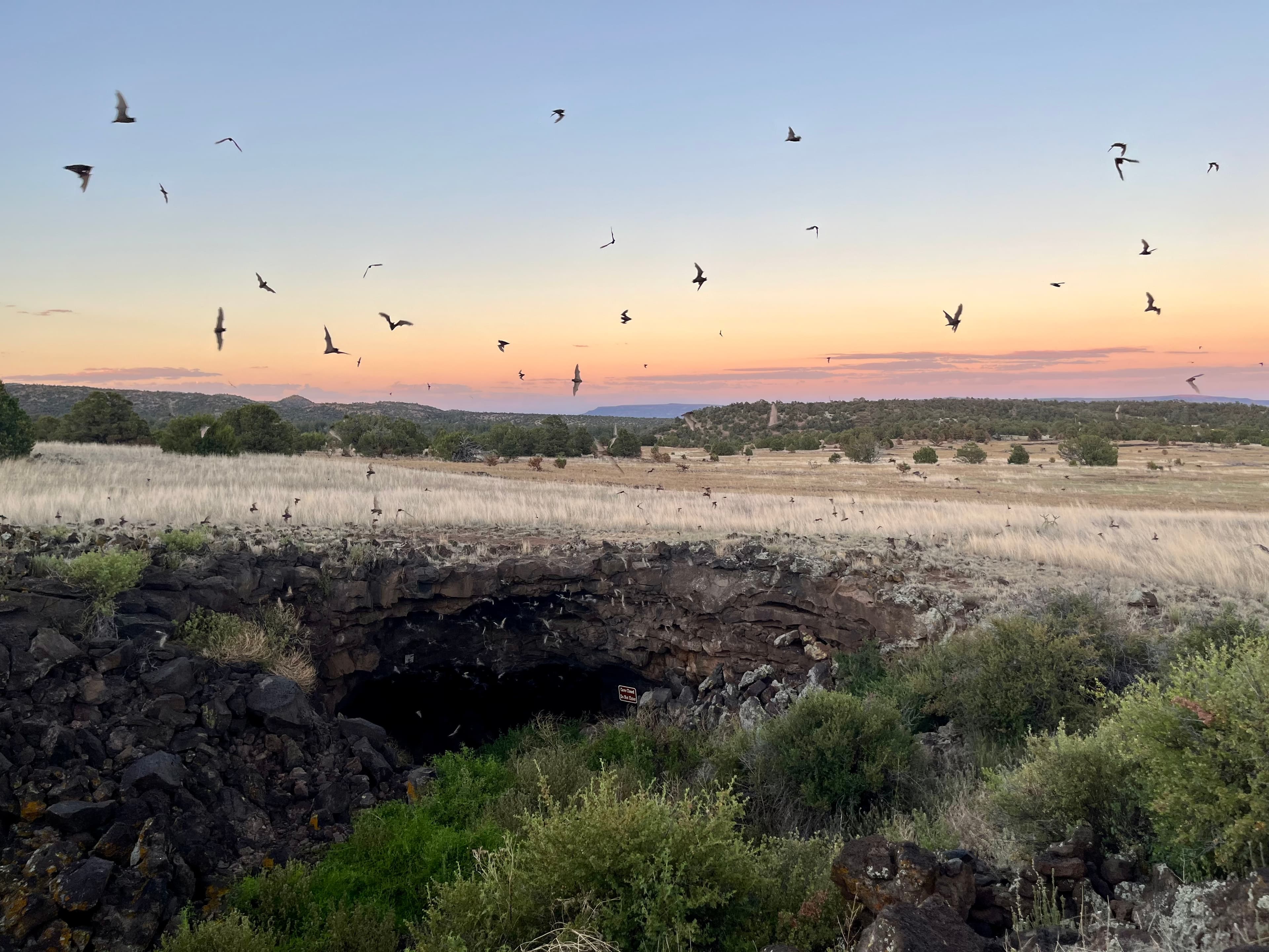 Bats fly over a lava tube cave at sunset.