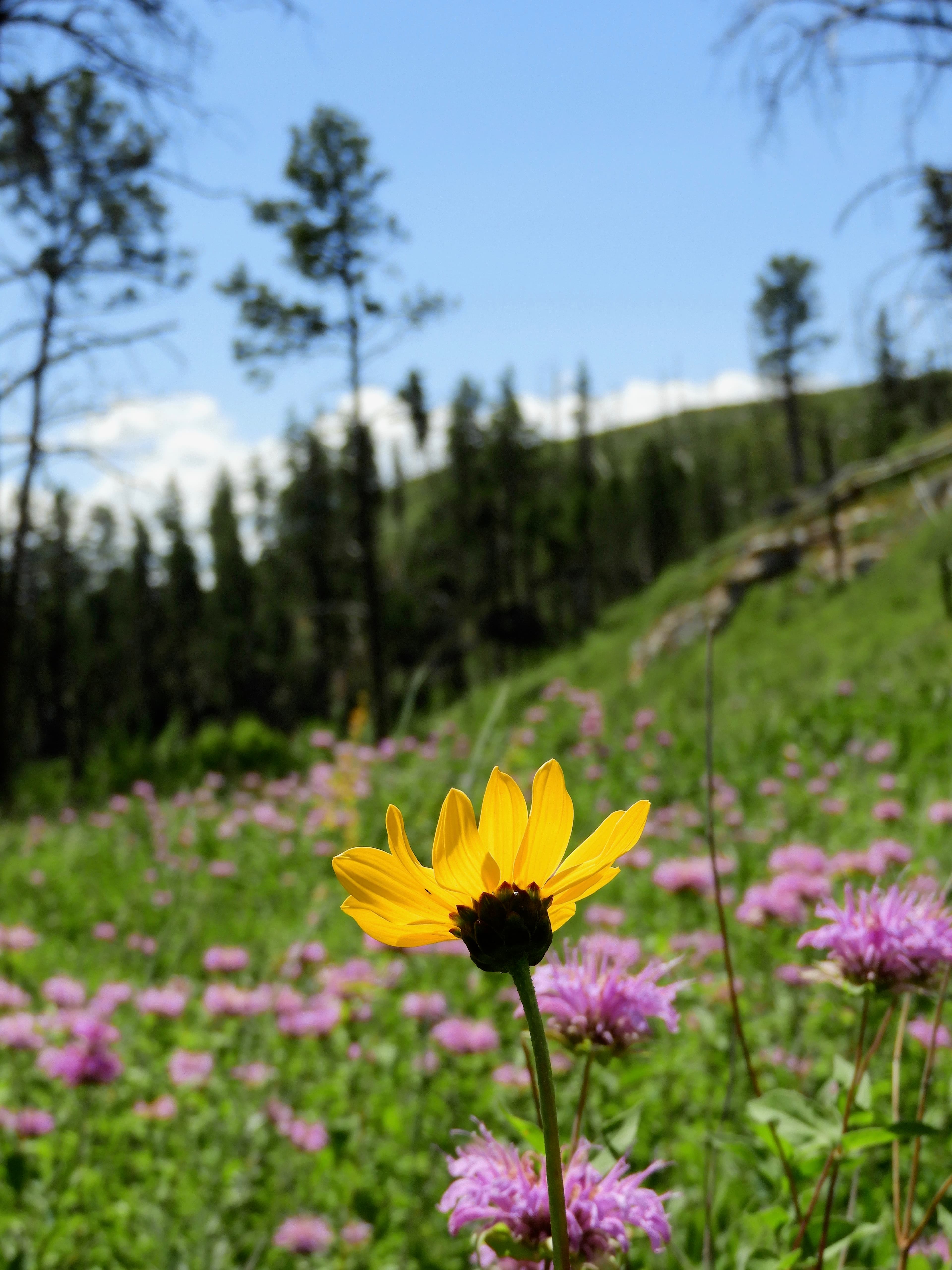 Yellow flower in front of a field of pink flowers