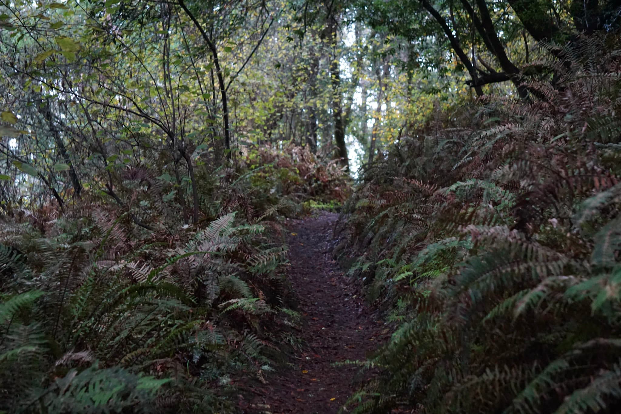 A dirt single track trail climbs up under a canopy of mixed evergreen forest.