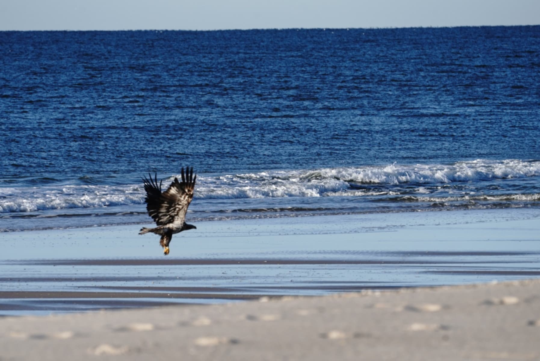 A speckled brown and white raptor takes flight before a calm ocean.
