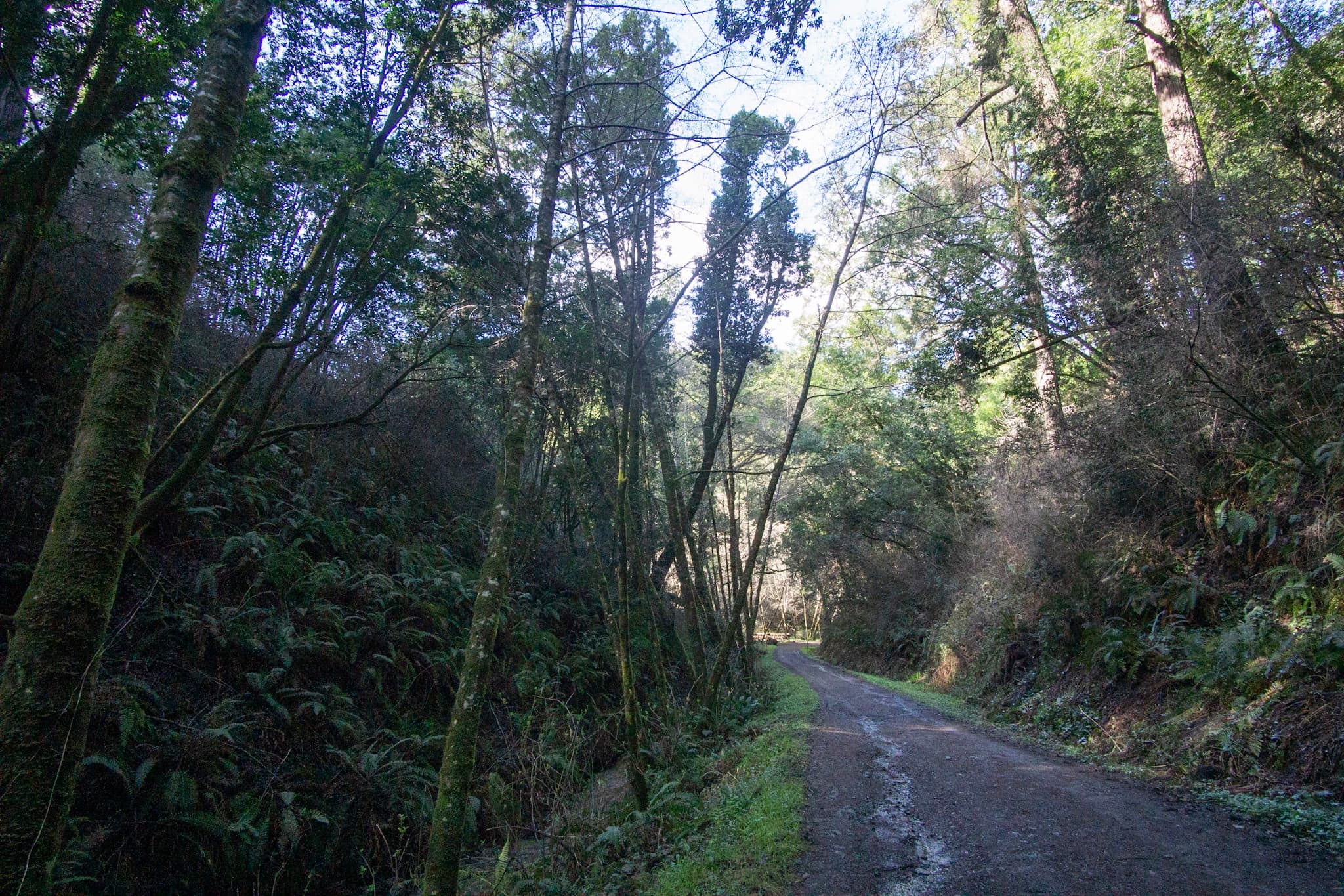 A path of packed dirt cuts through a lush forest of thin, moss-sided, leafy trees.