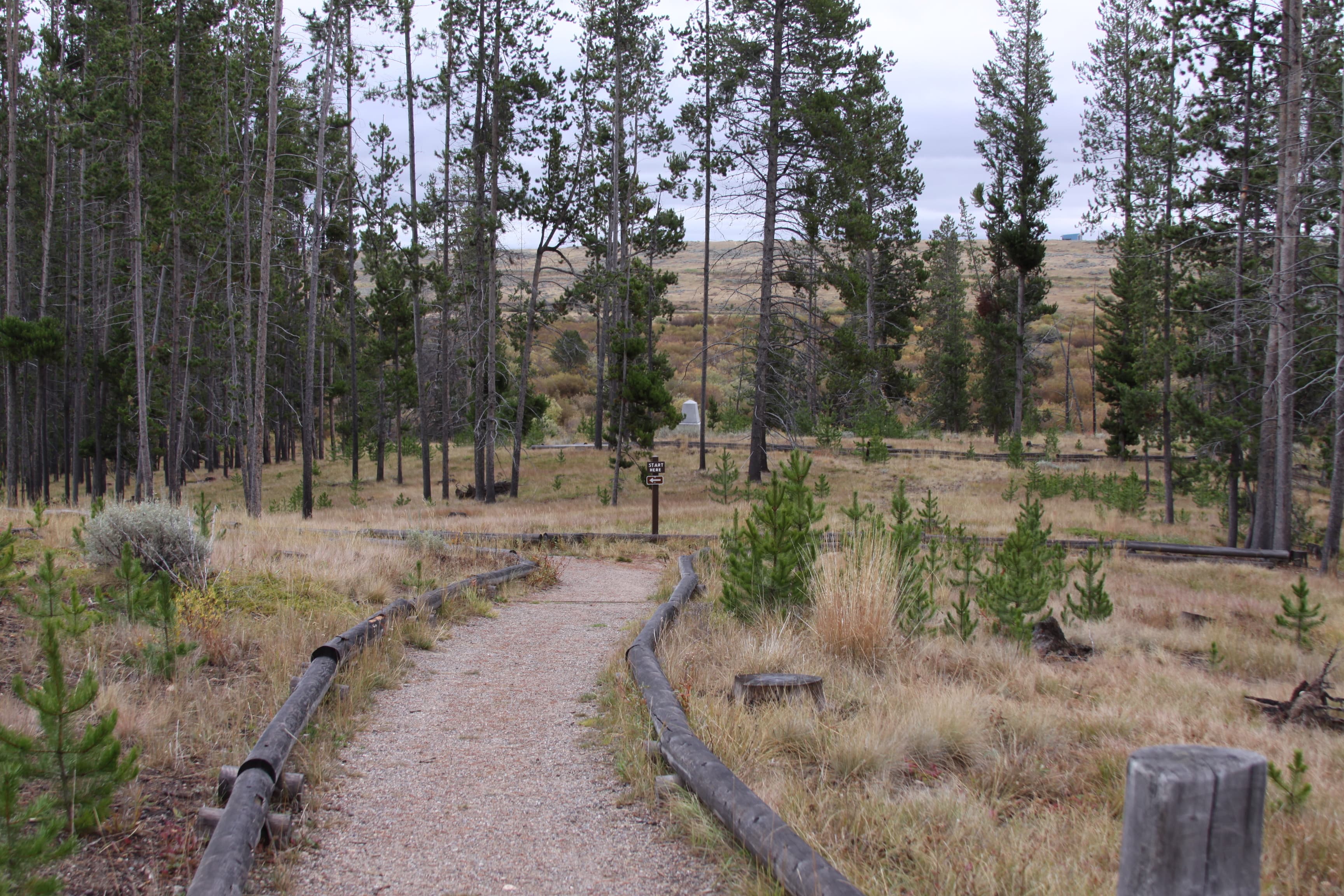 Natural compacted earth trail in the foreground leading towards lodgepole pine forest.