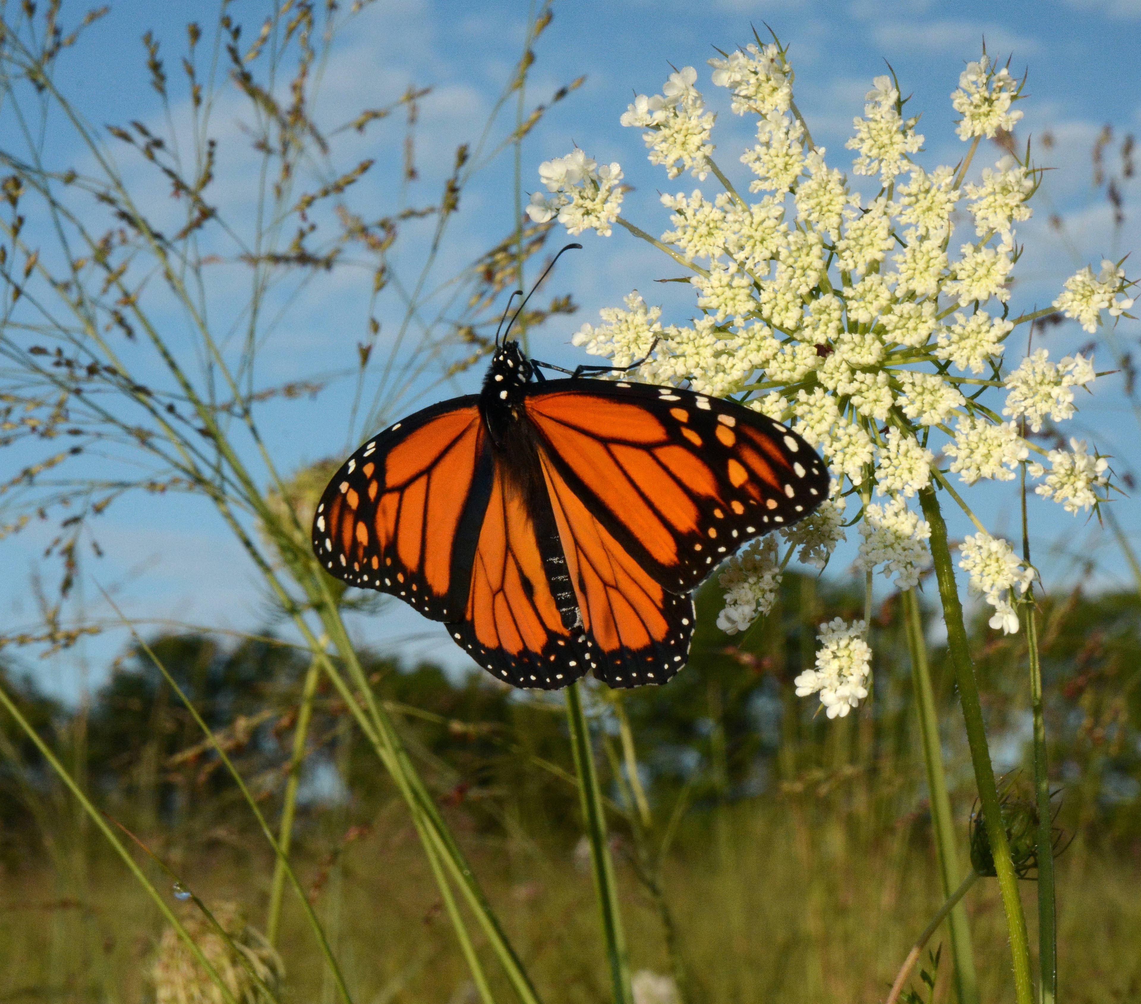 Monarch butterfly on a yellow flower
