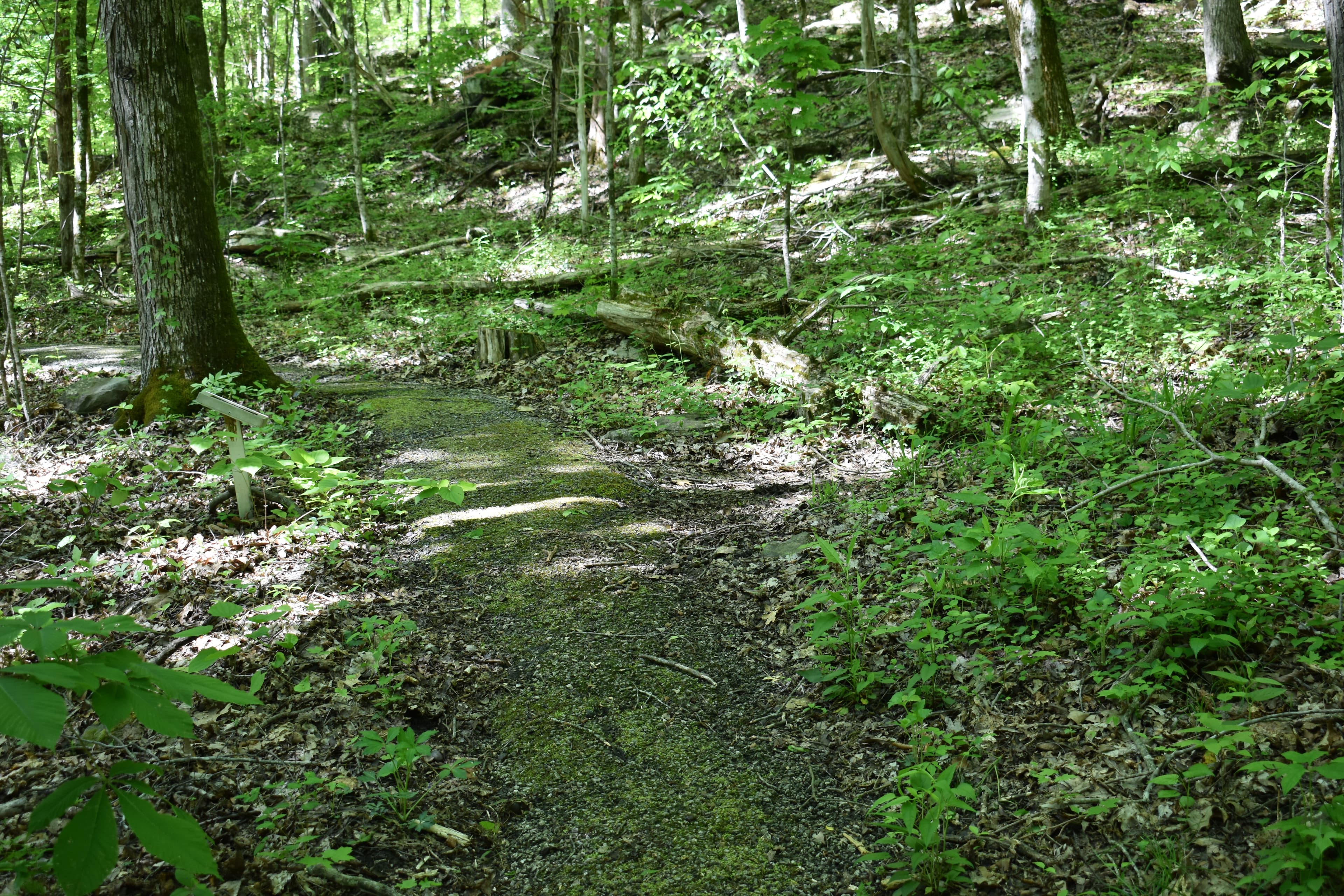 An asphalt trail meanders through a lush, green forest
