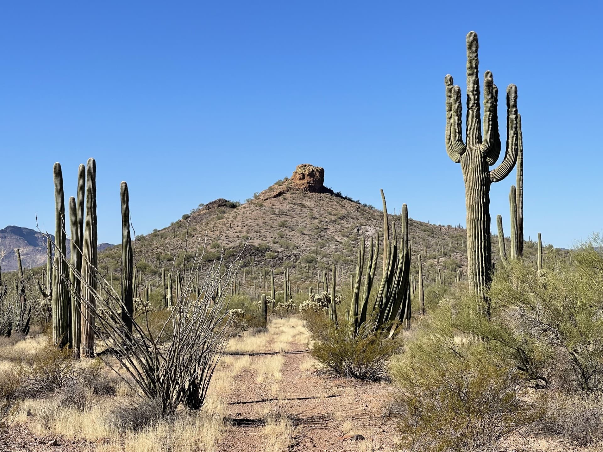 A dirt road meanders past organ pipe and saguaro cacti towards a small mountain.