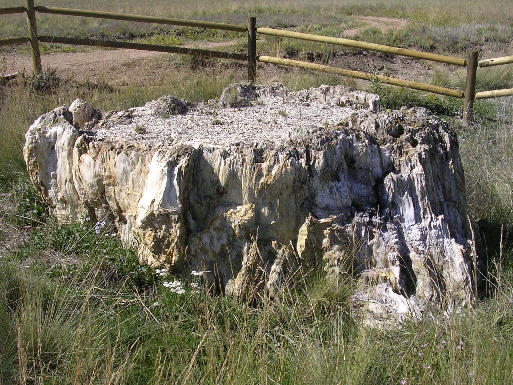 large, white, petrified tree stump, about 10 feet wide, sticking out in a grassy field