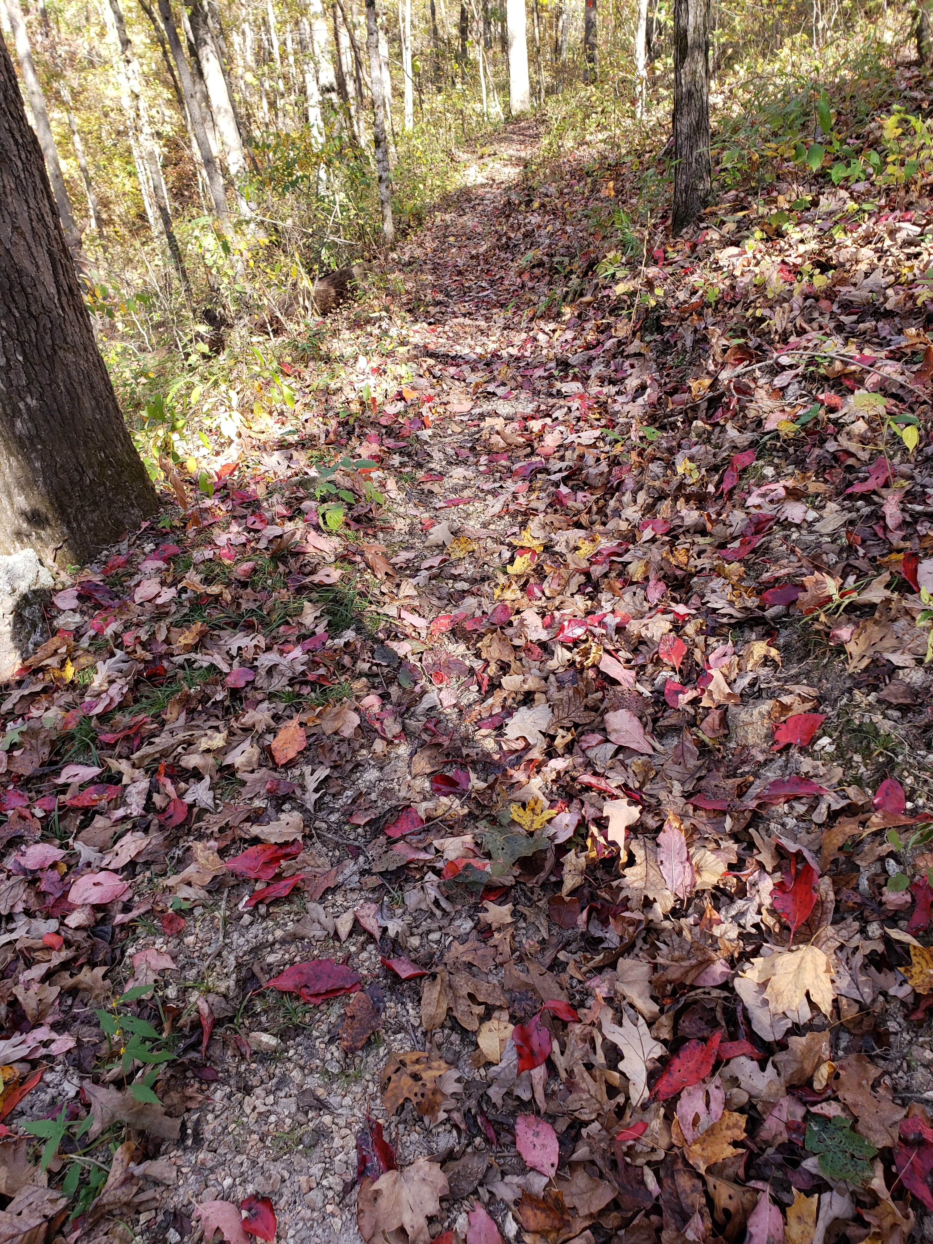 A leaf bottom trail with vibrant leaves of red, looking down toward the trail.