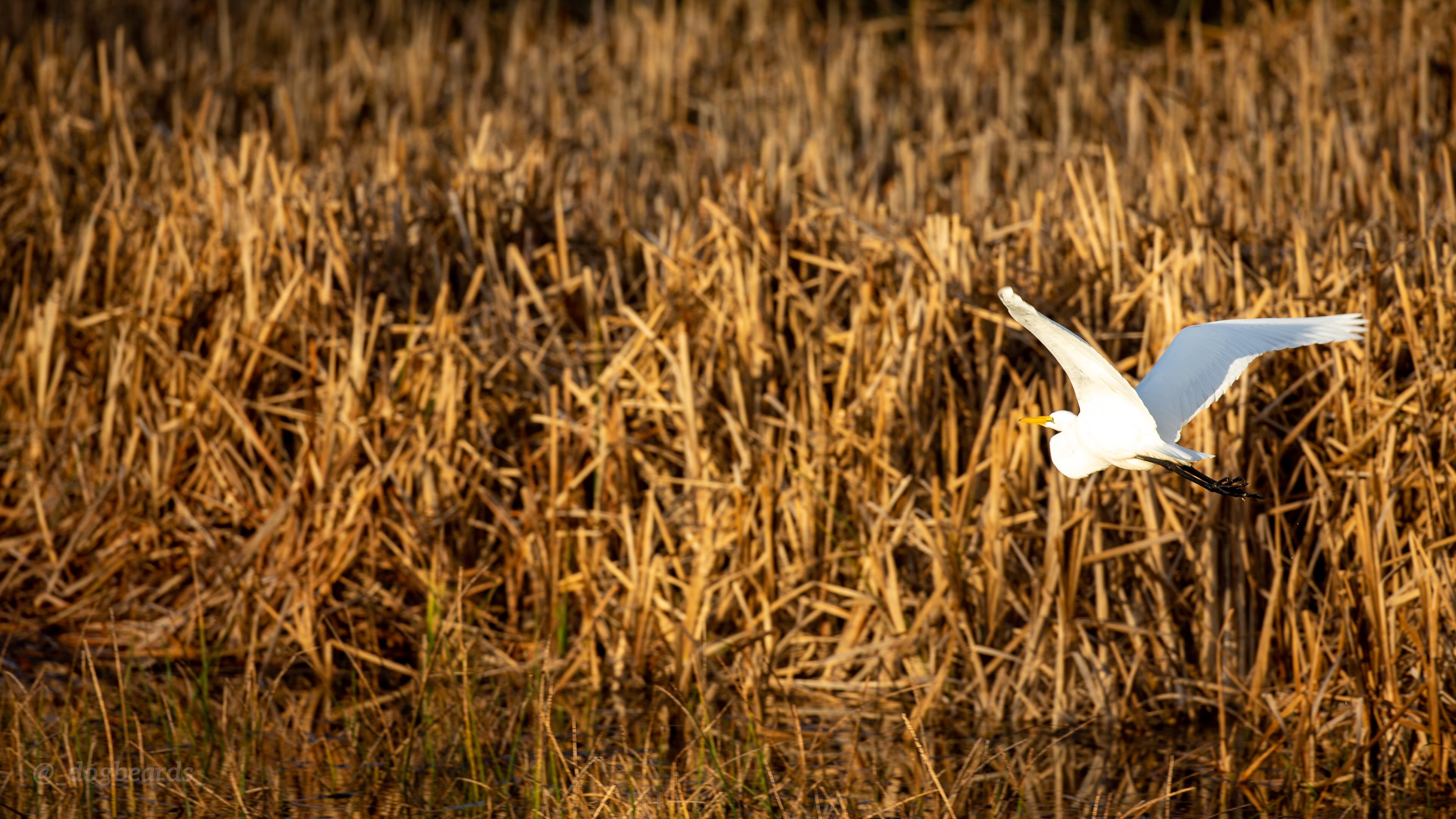 A white colored great egret mid-flight over the water in Rodeo Lagoon.