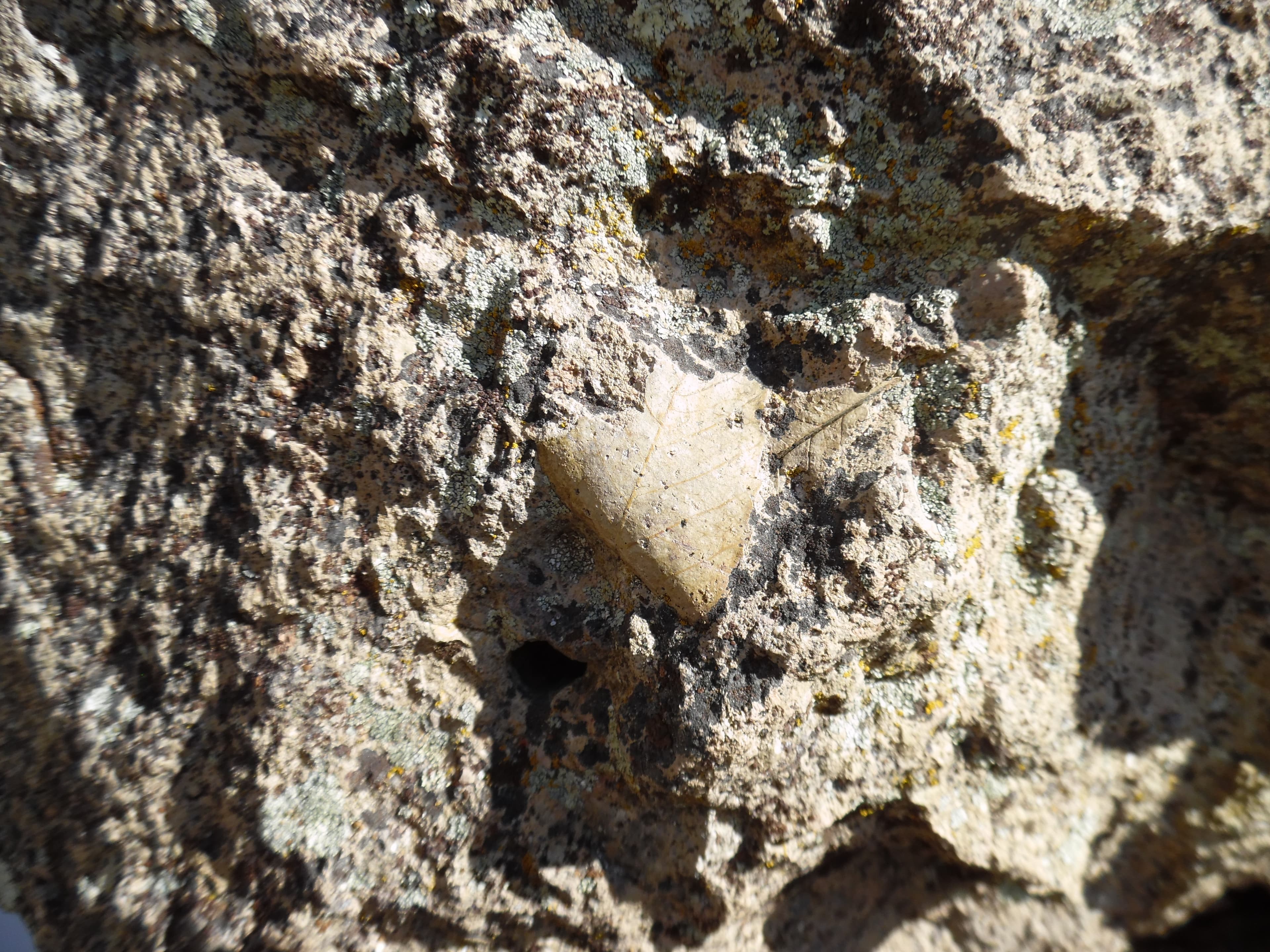 A leaf fossil in a rock