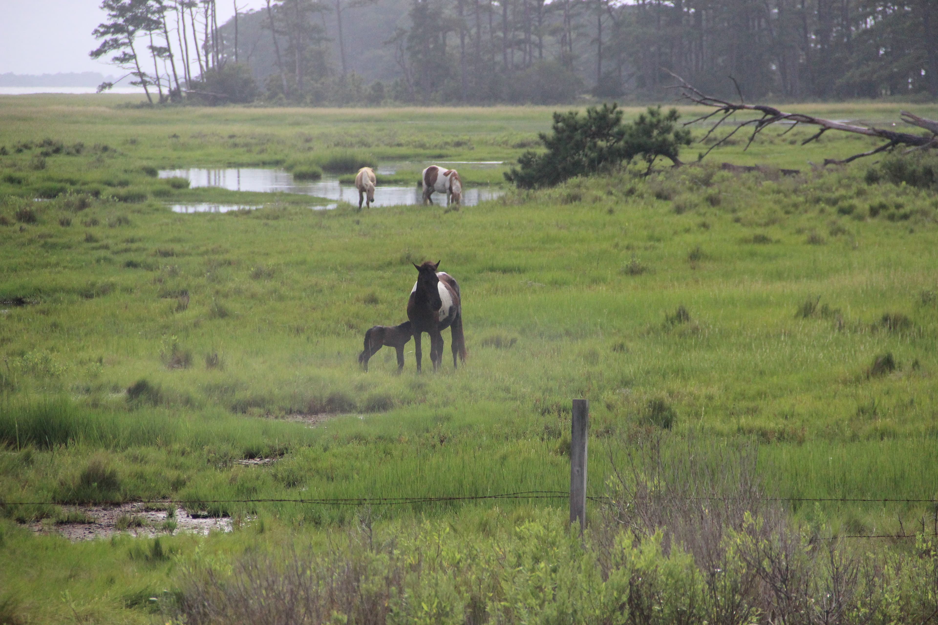 See the wild horses! View horses from a safe distance of at least 40 feet (a bus length) away.