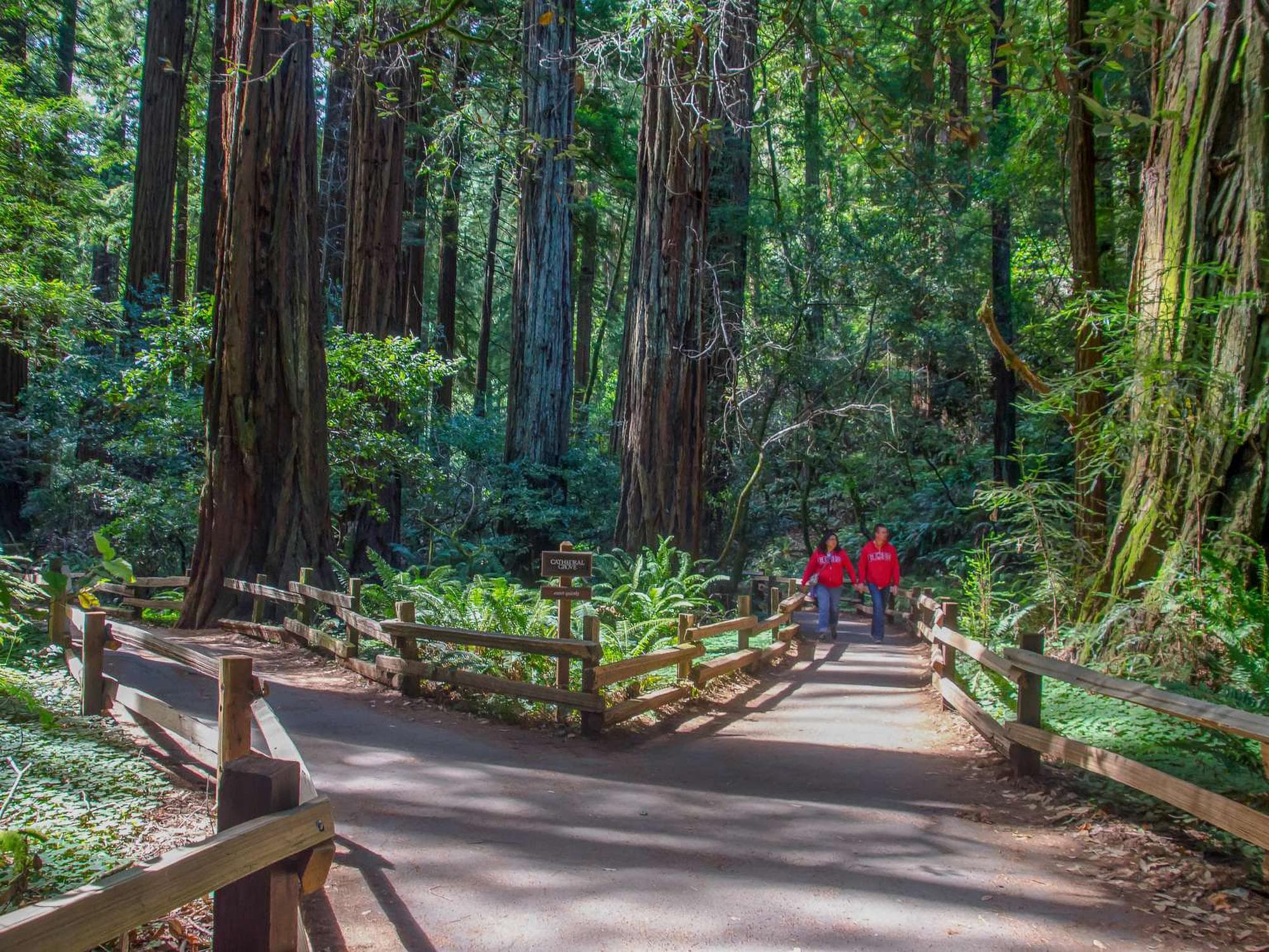 Visitors walking along a fence lined trail surrounded by redwood trees