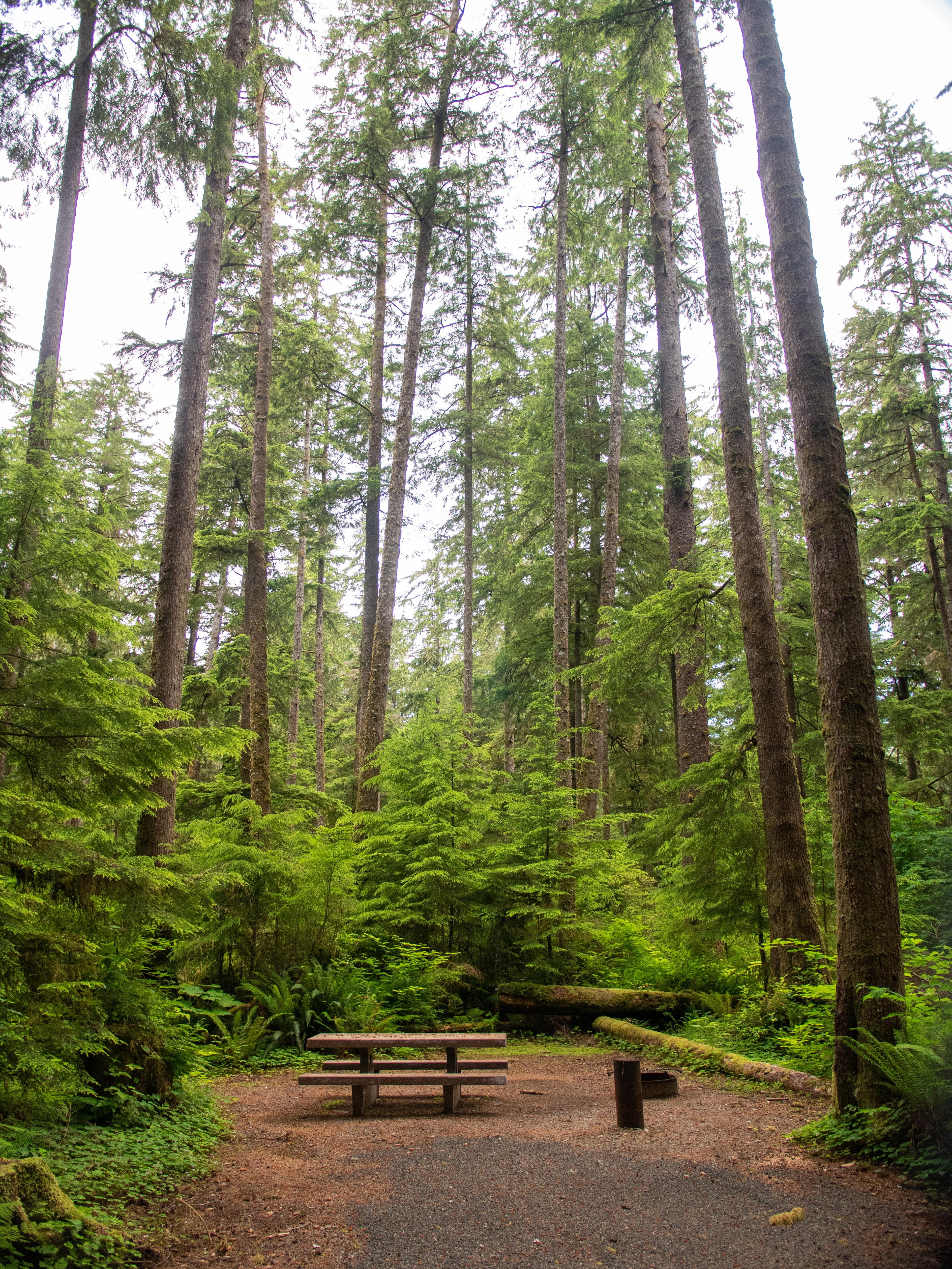 A campsite with picnic table among very tall trees.