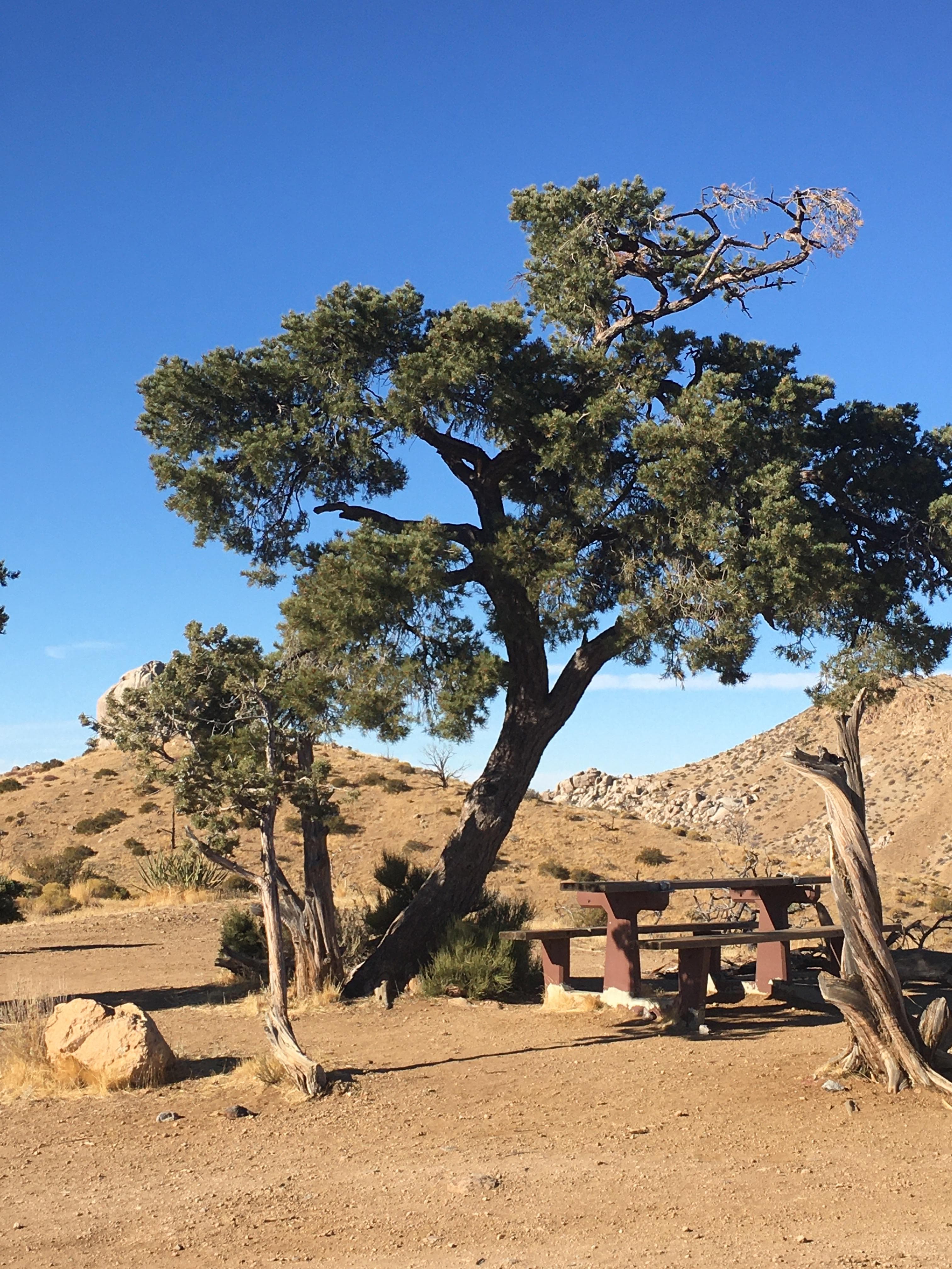 A campsite at Mid Hills Campground featuring a tree, fire pit, and picnic table