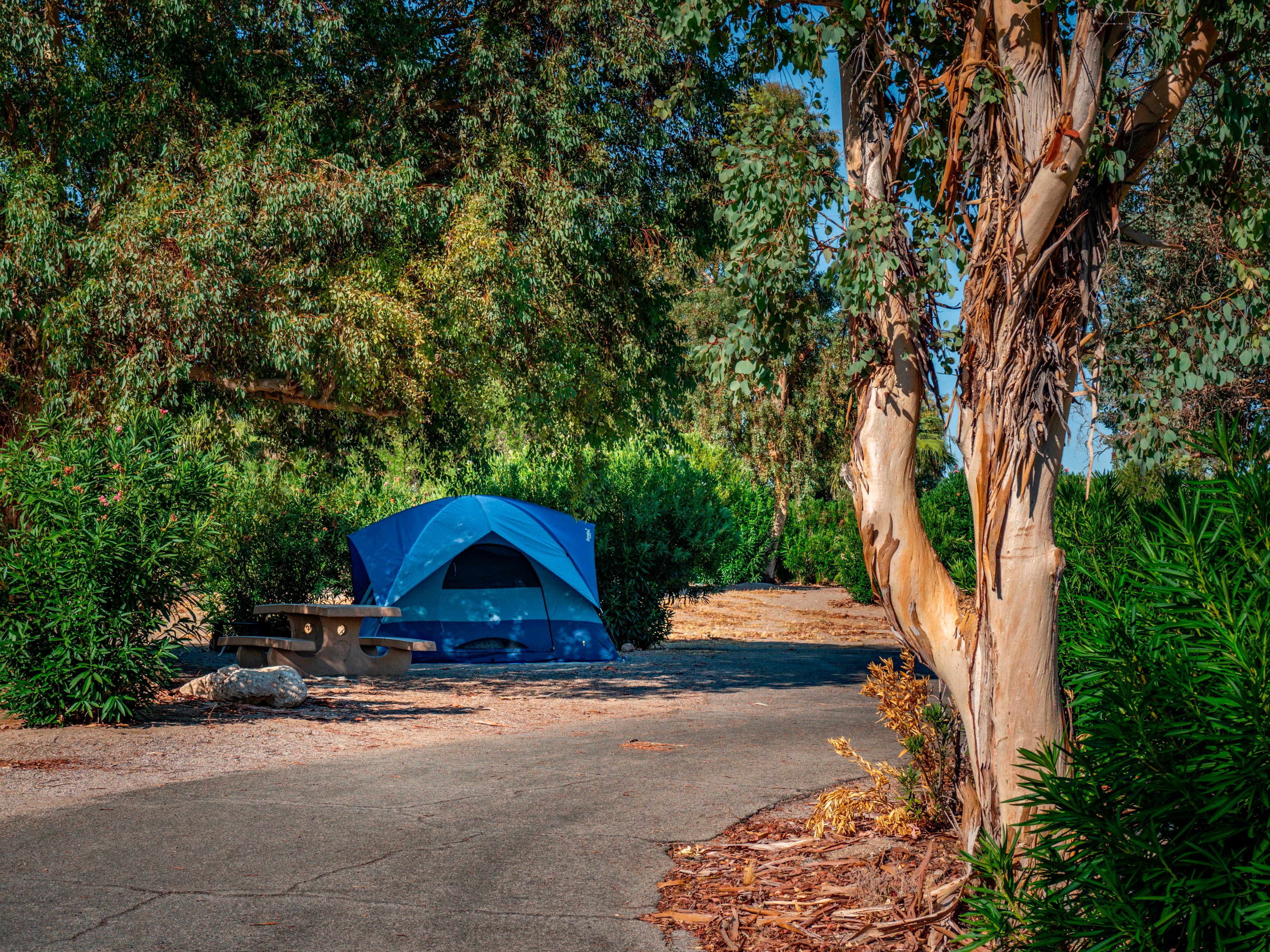 Desert campground with a tent and vegetation.