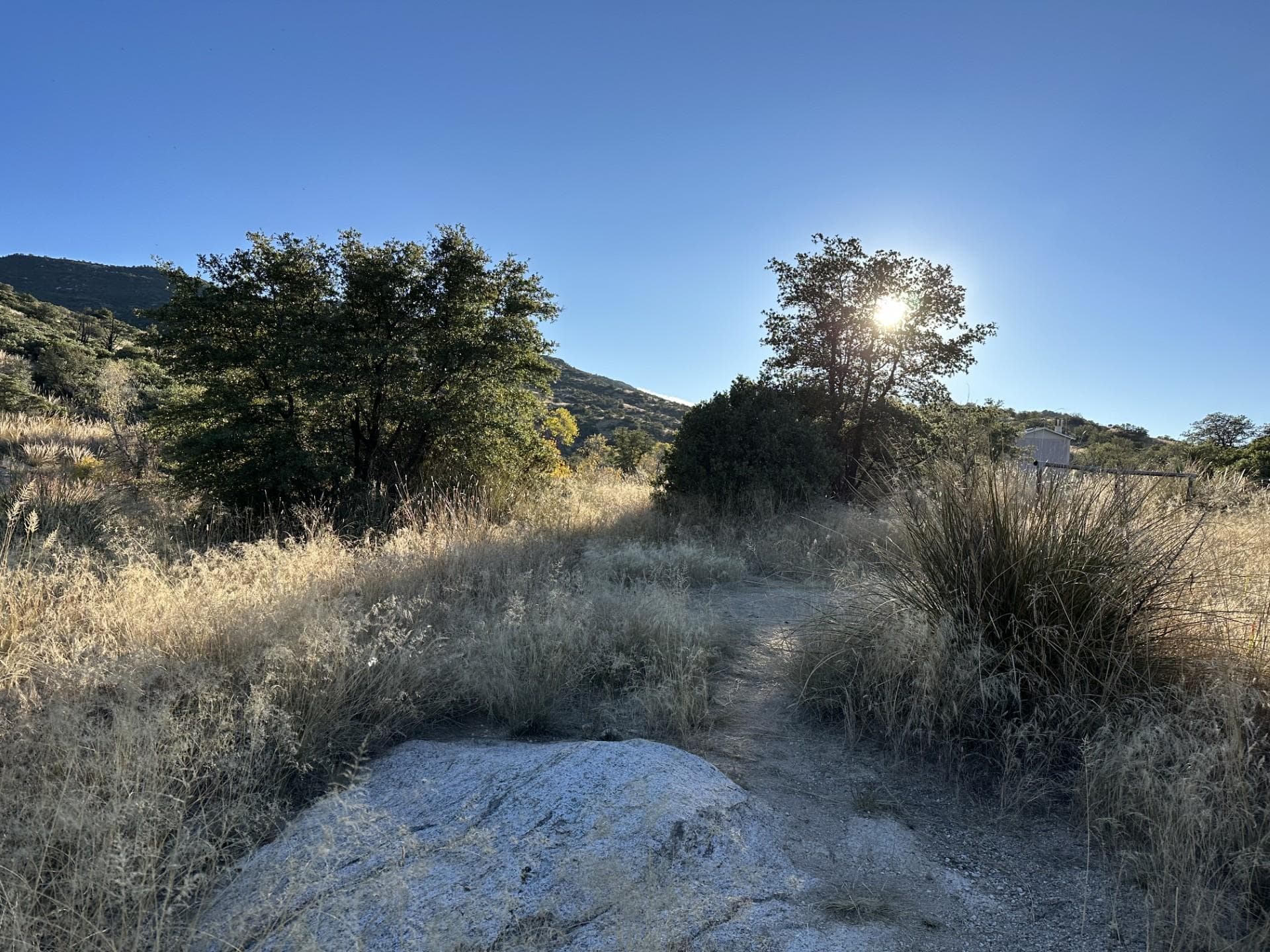 Horizontal image. A flat boulder sits in front of the camera, surrounded by dry grass and trees.