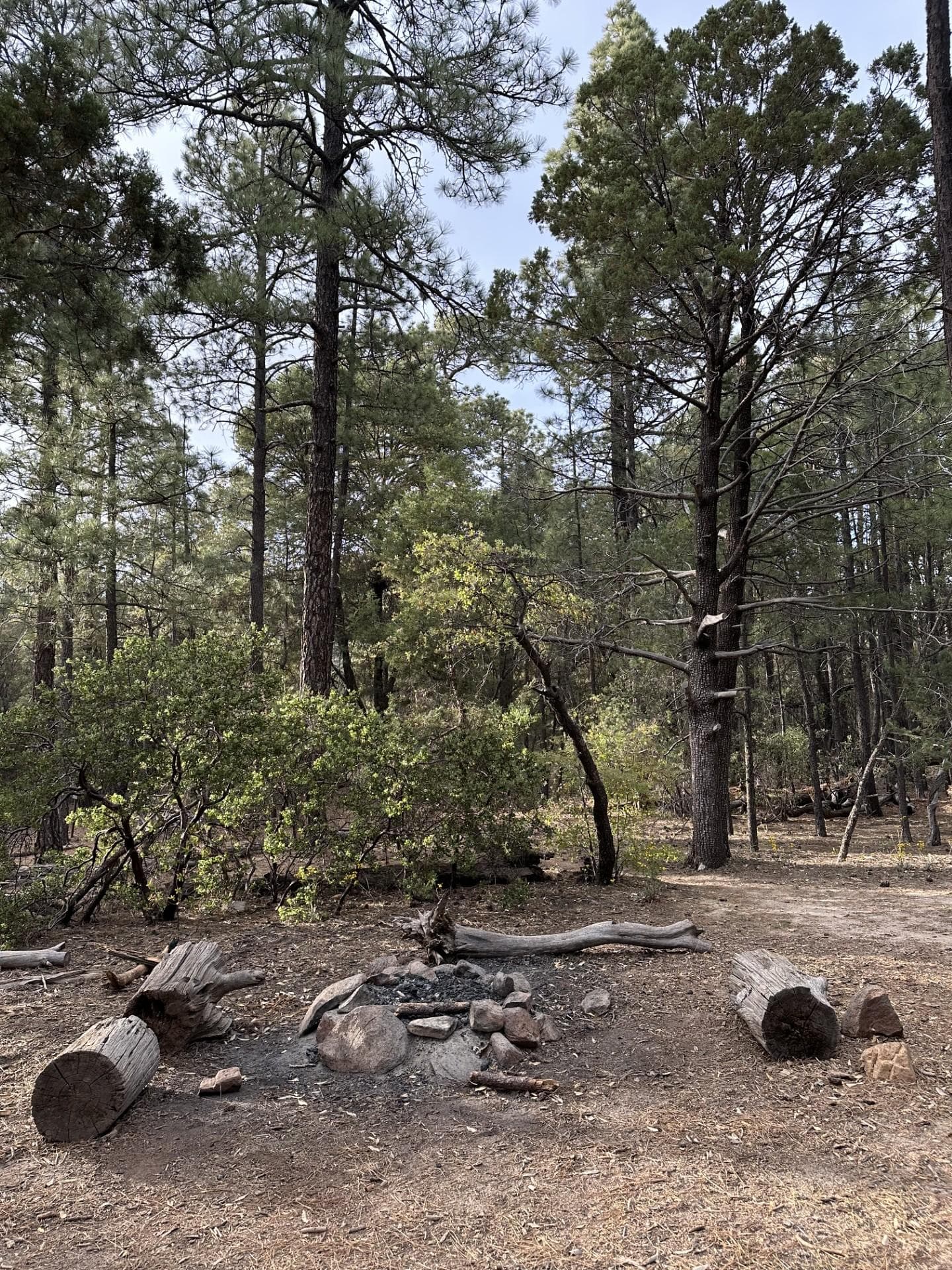 A small rock lined fire ring with a sitting log on either side. Behind it is a forest of tall trees.