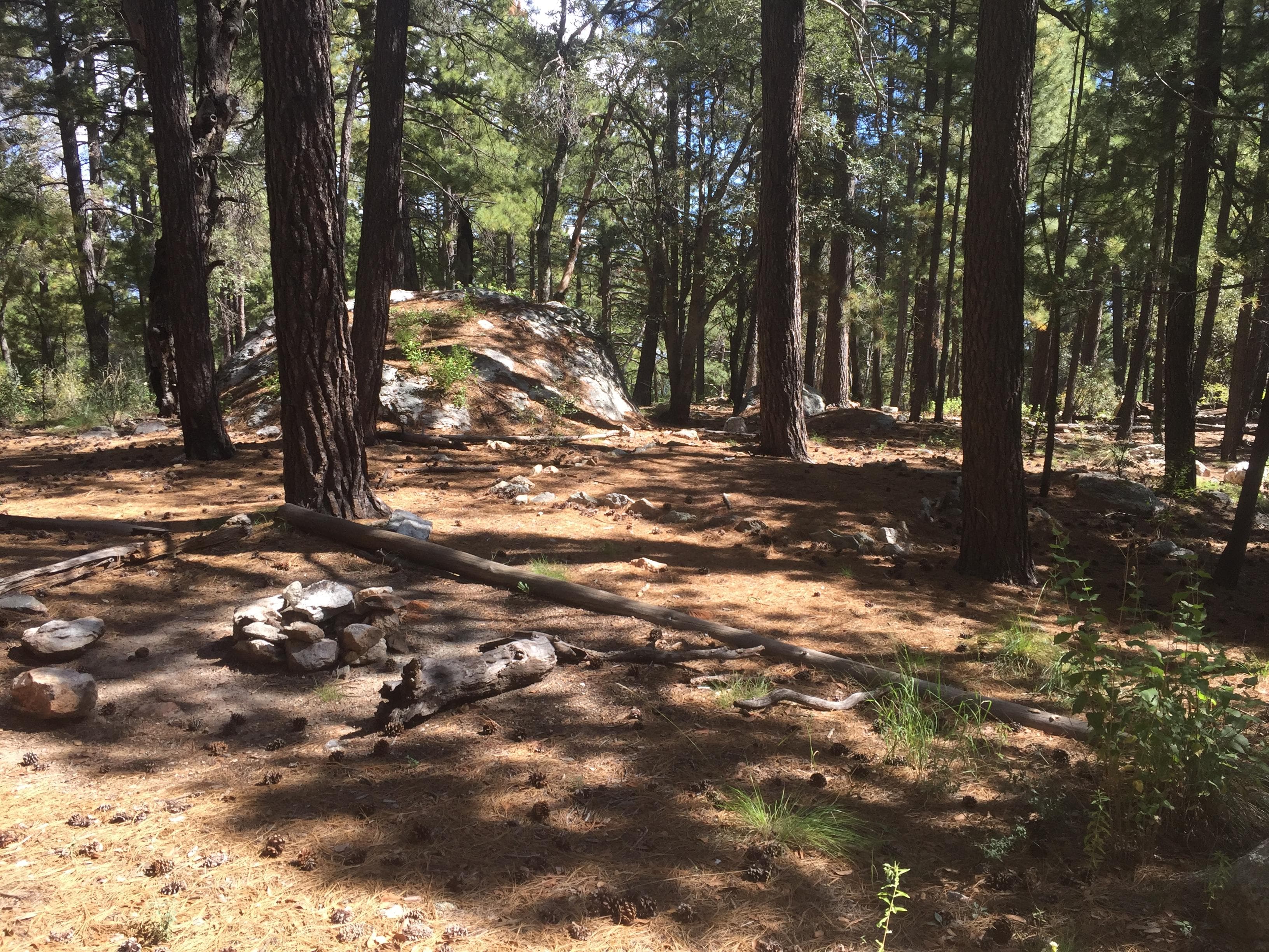 A small fire ring in the lower left, with sitting logs around it. All around is a forest of trees.