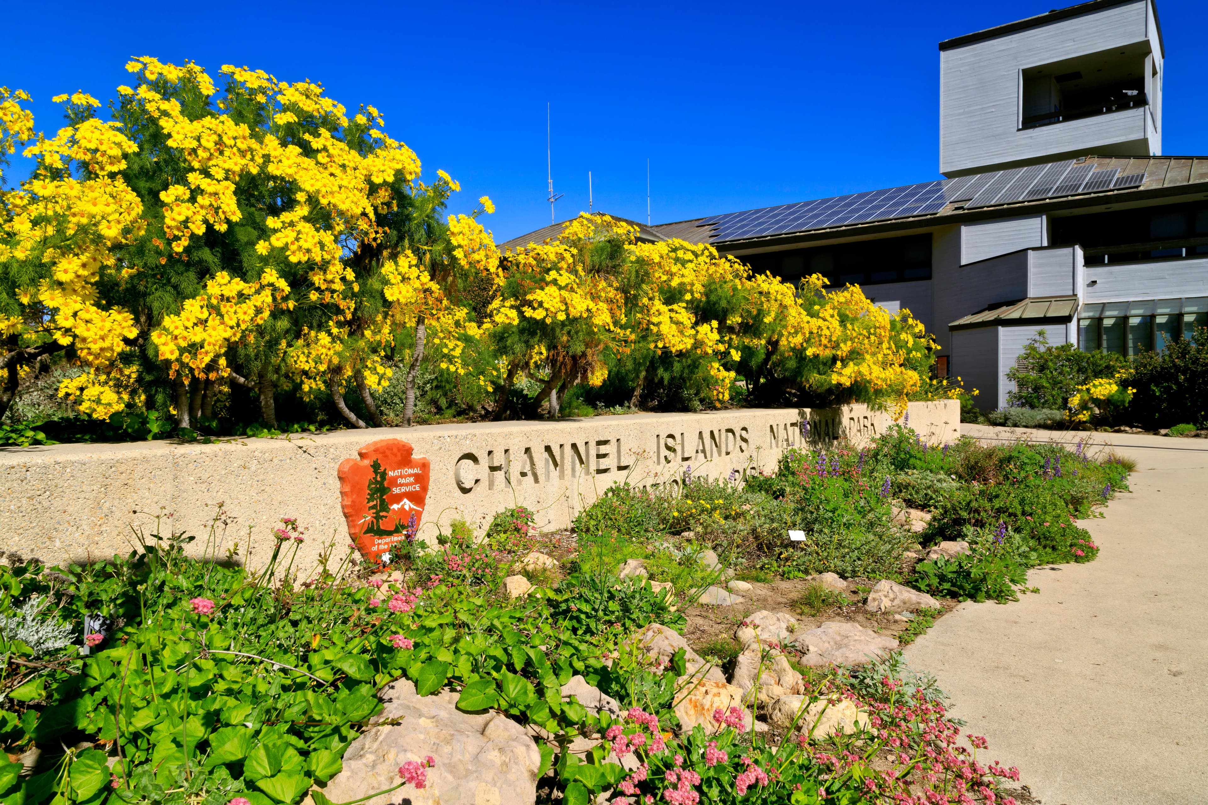 Green leaved and yellow flowered plant next to sign that reads Channel Islands National Park.
