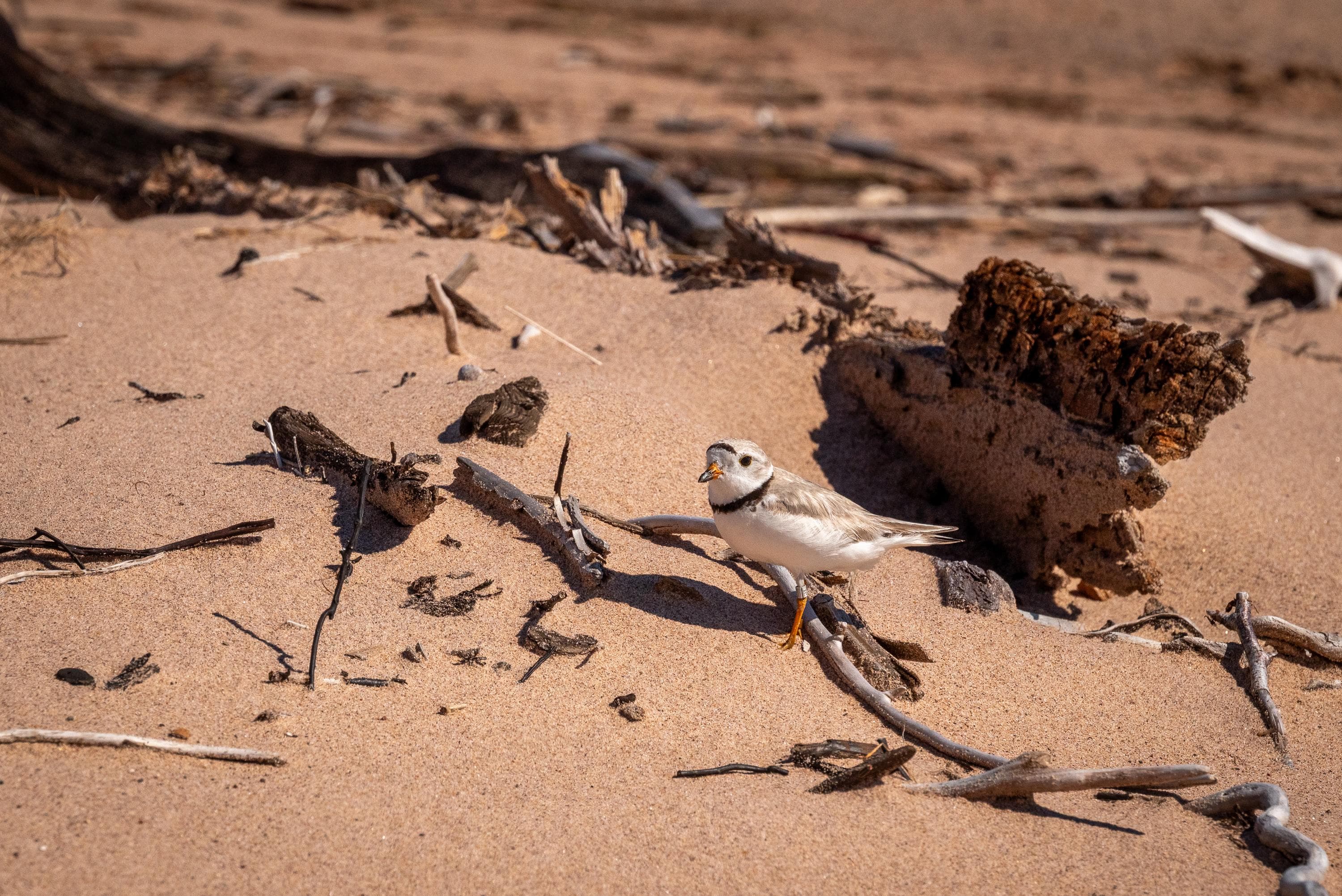 Photograph of Piping Plover standing on sandy beach.