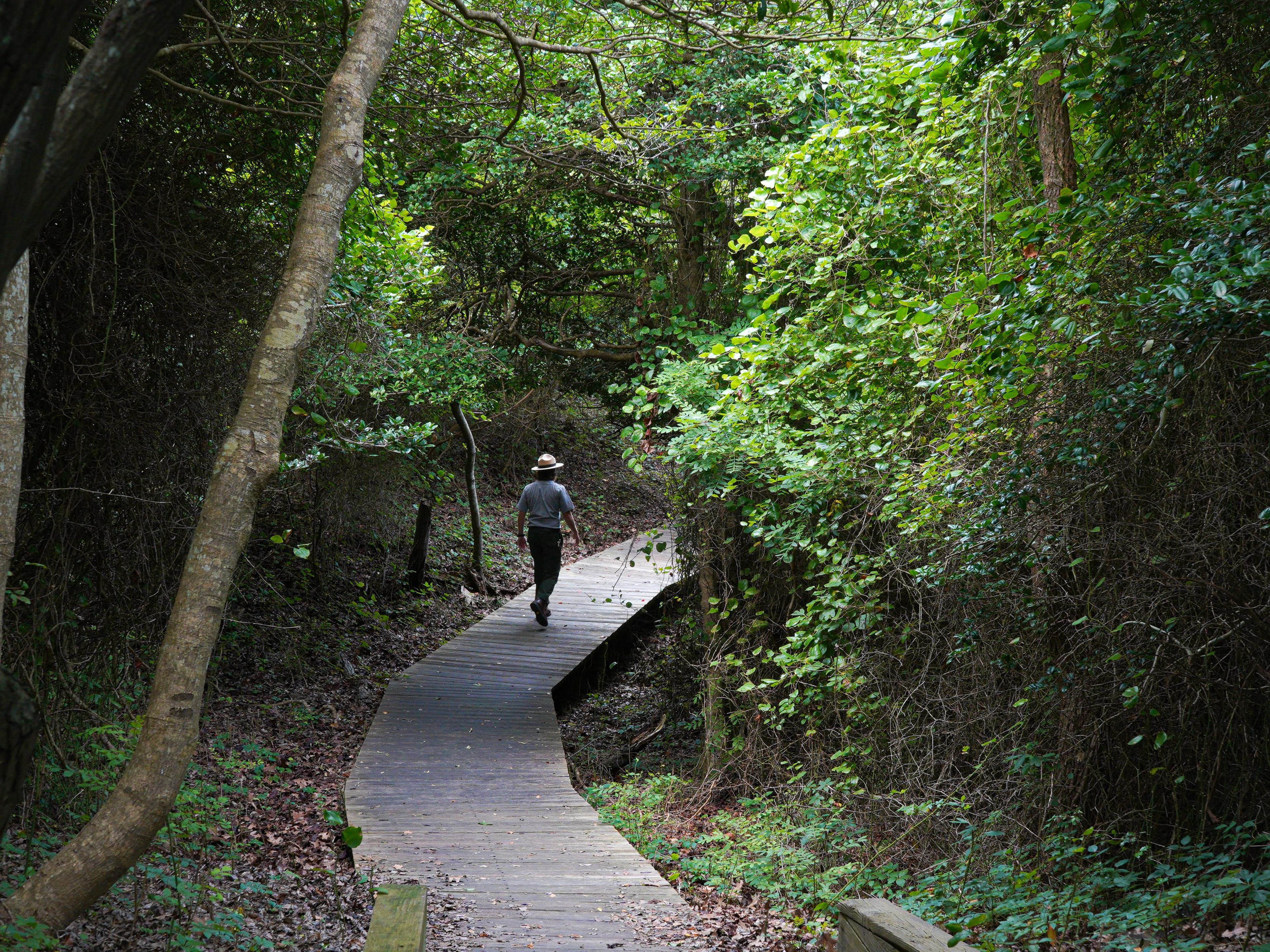 A park ranger walks on a boardwalk in a shady, green forest.