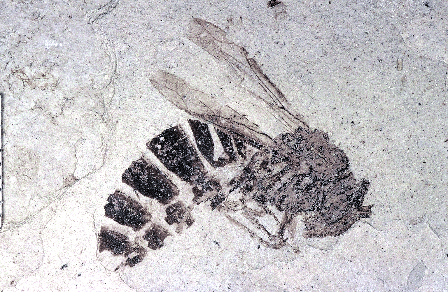 palaeovespa, ancient wasp