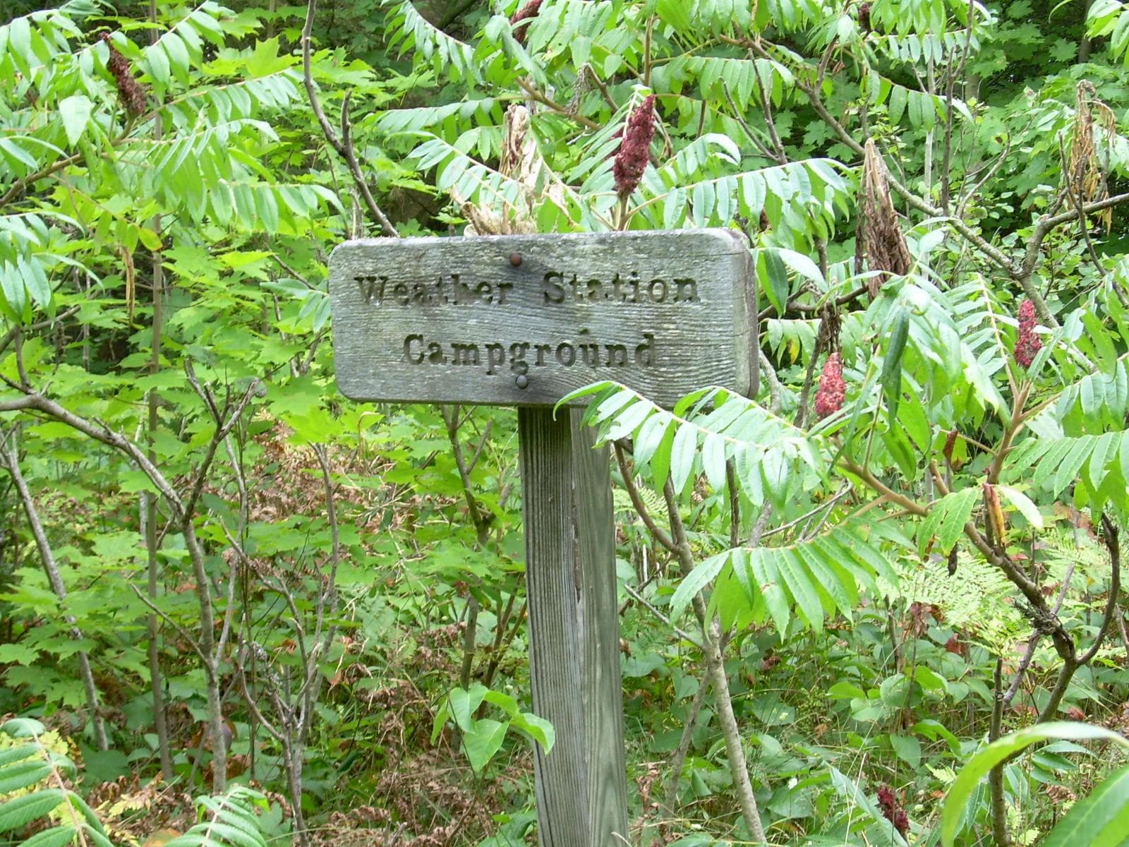 Wood sign that reads "Weather Station Campground" in front of woody shrubs.