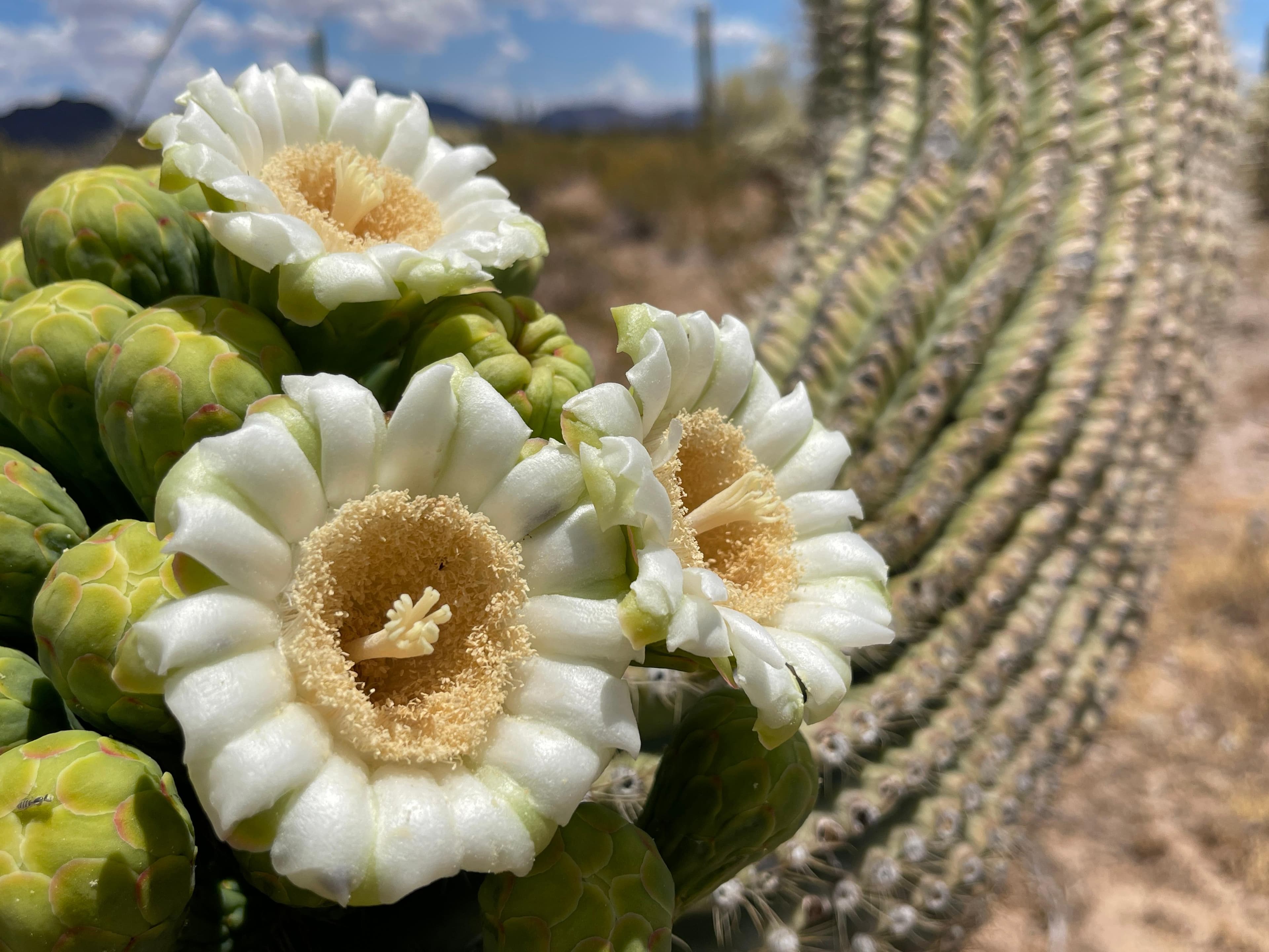 Waxy-looking white and yellow saguaro flowers blooming.