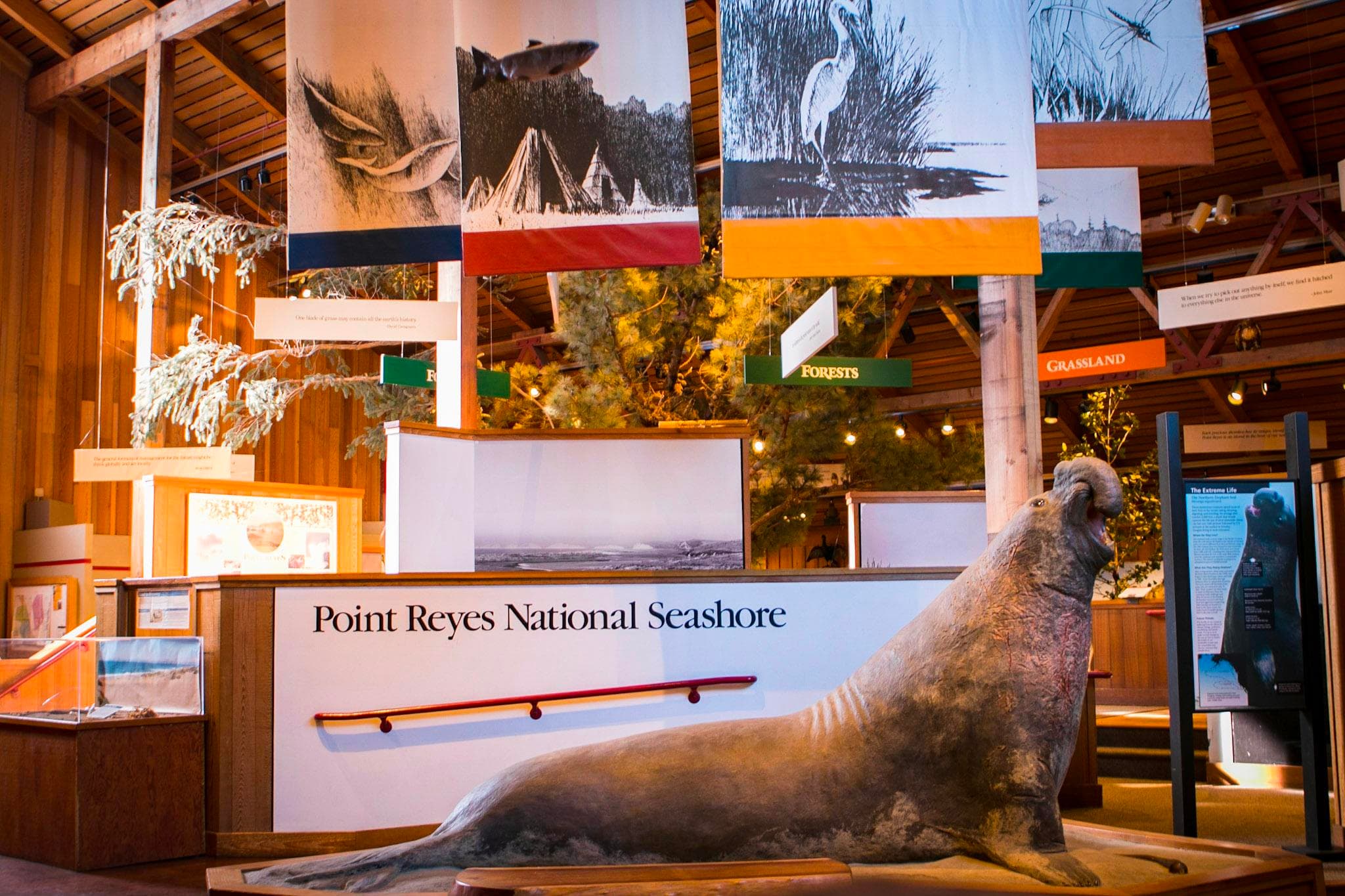 A full-size model of a bull elephant seal in a museum setting.